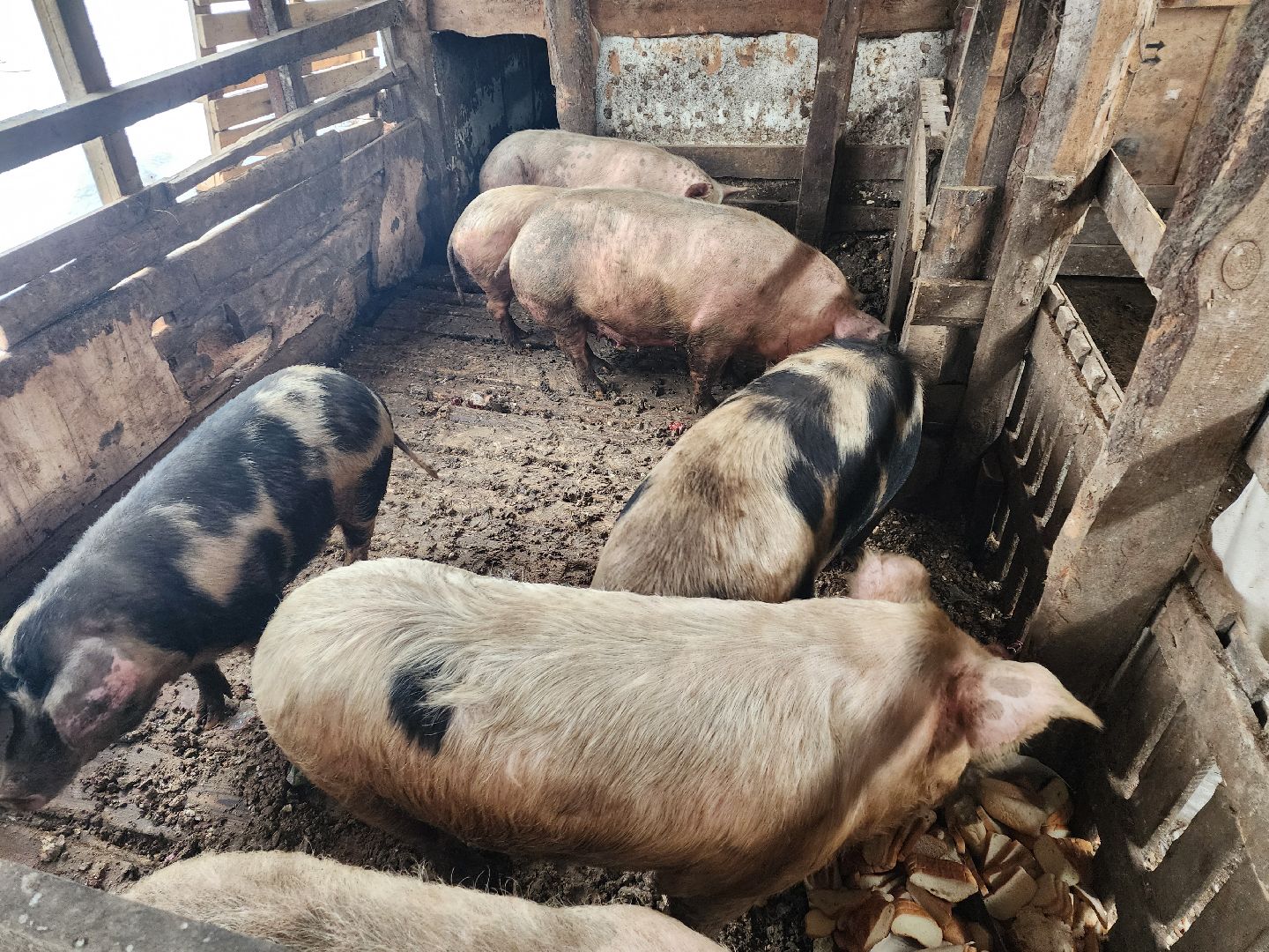 Серпухов, Подмосковье, ферма, свиньи, мусор,