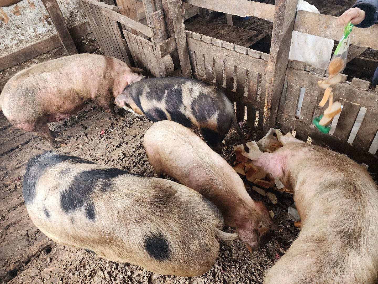 Серпухов, Подмосковье, ферма, свиньи, мусор,