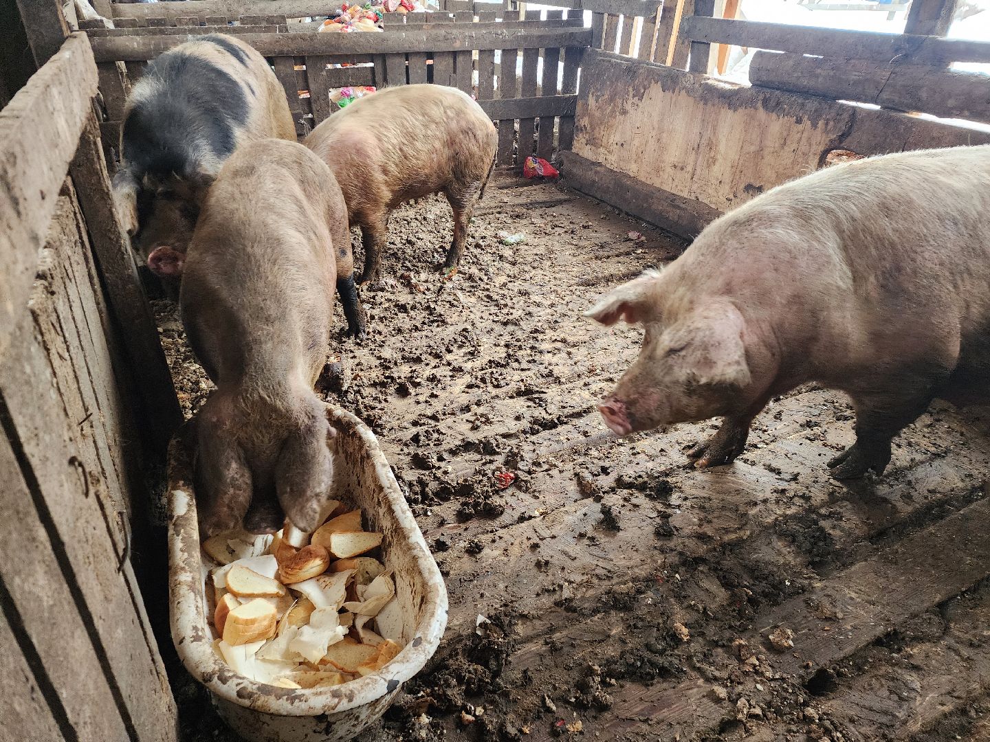 Серпухов, Подмосковье, ферма, свиньи, мусор,