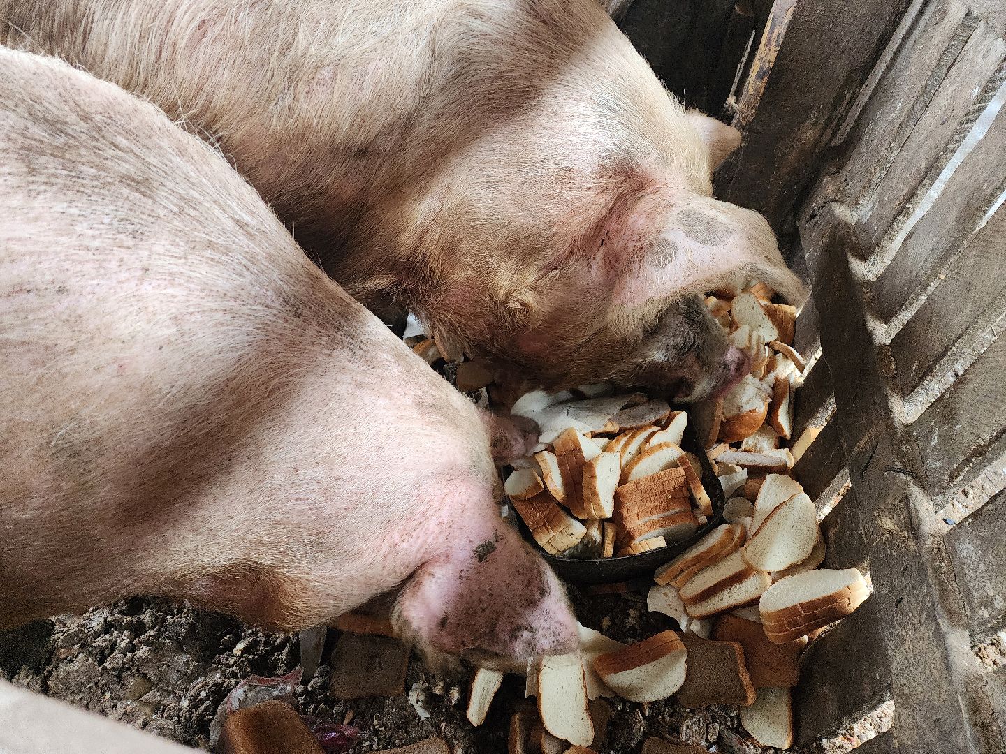 Серпухов, Подмосковье, ферма, свиньи, мусор,