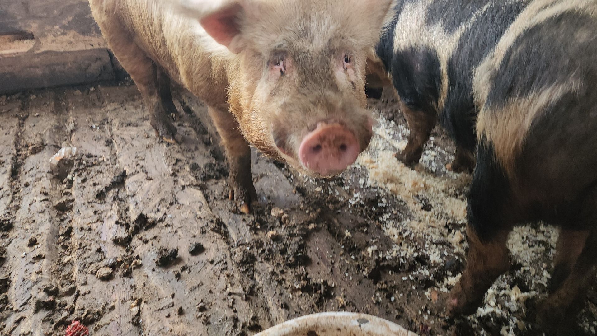 Серпухов, Подмосковье, ферма, свиньи, мусор,