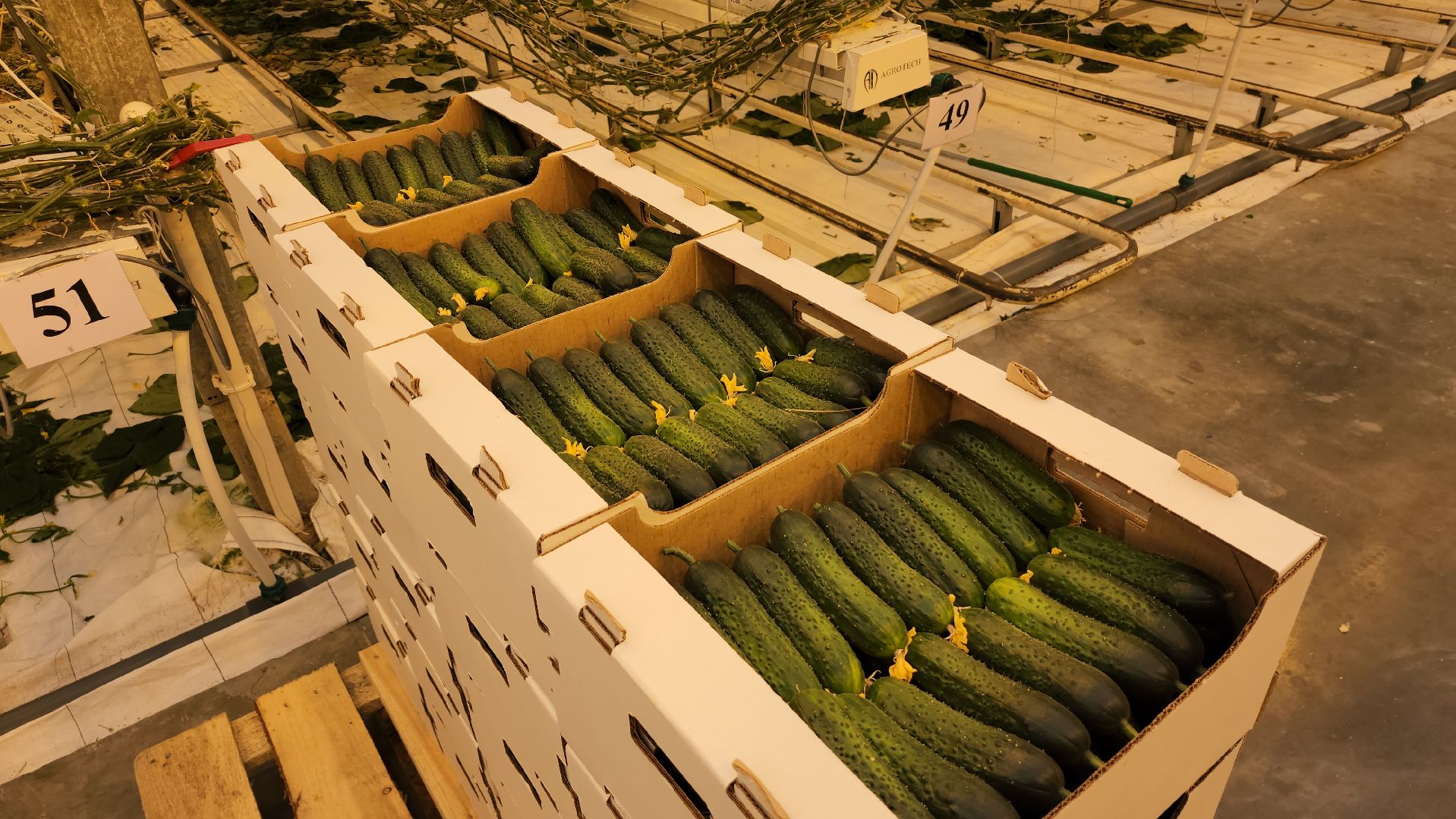 сельское хозяйство, тепличный комплекс, турово, серпухов, овощеводство, огурцы, урожай,