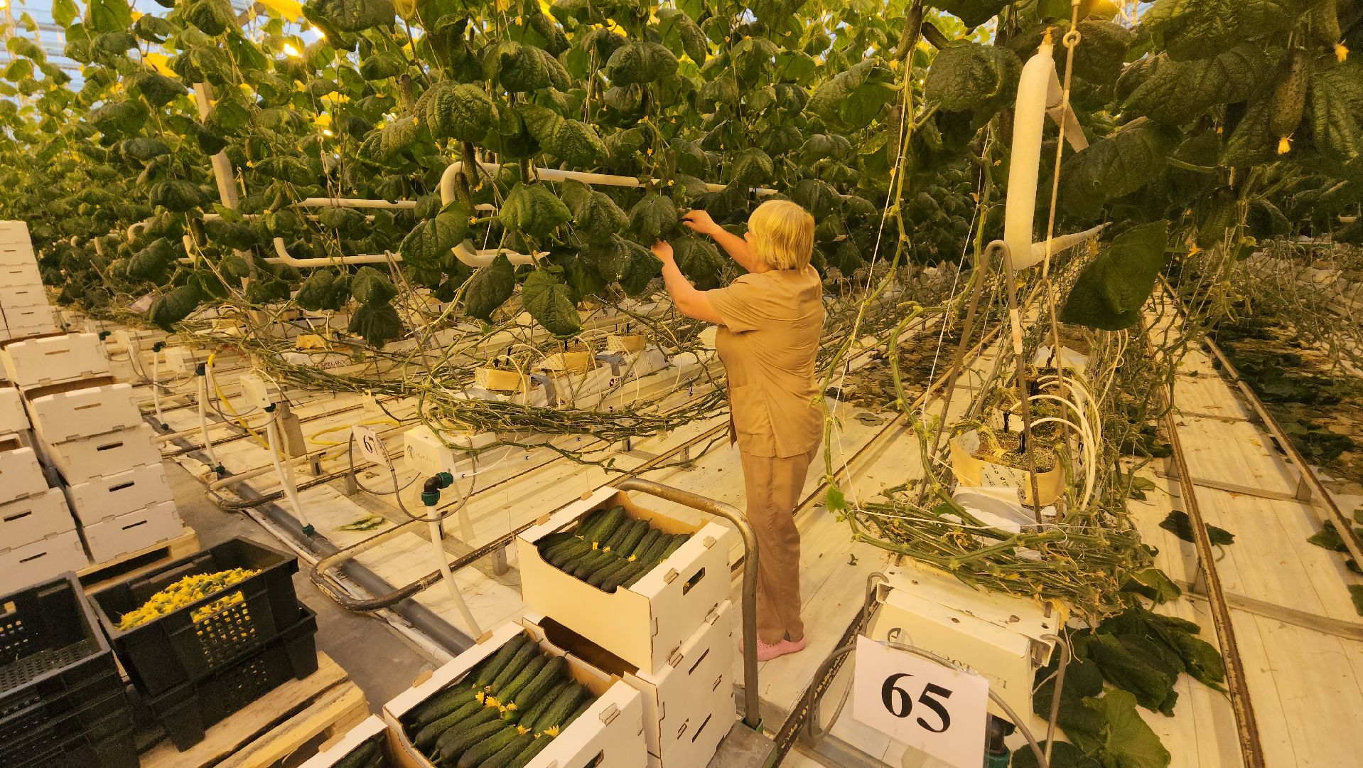 сельское хозяйство, тепличный комплекс, турово, серпухов, овощеводство, огурцы, урожай,