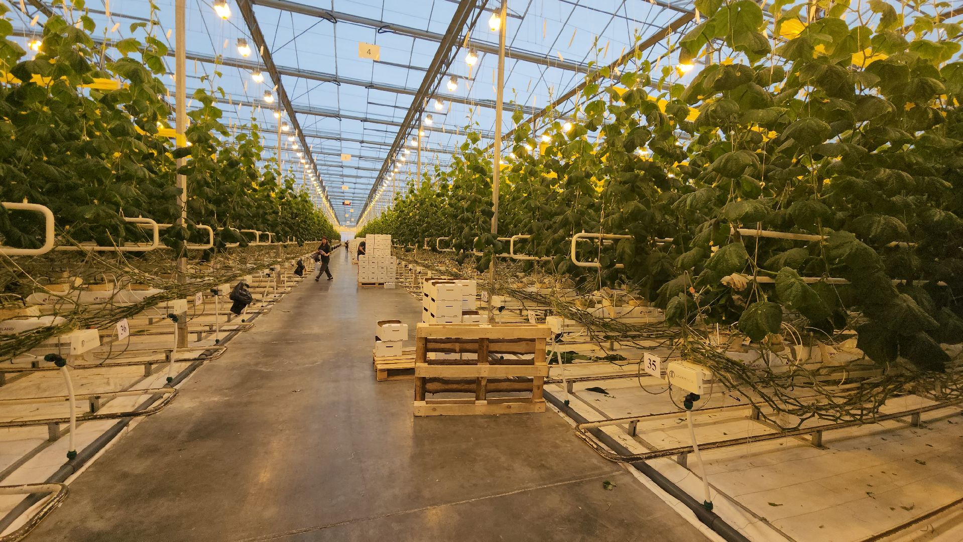 сельское хозяйство, тепличный комплекс, турово, серпухов, овощеводство, огурцы, урожай,