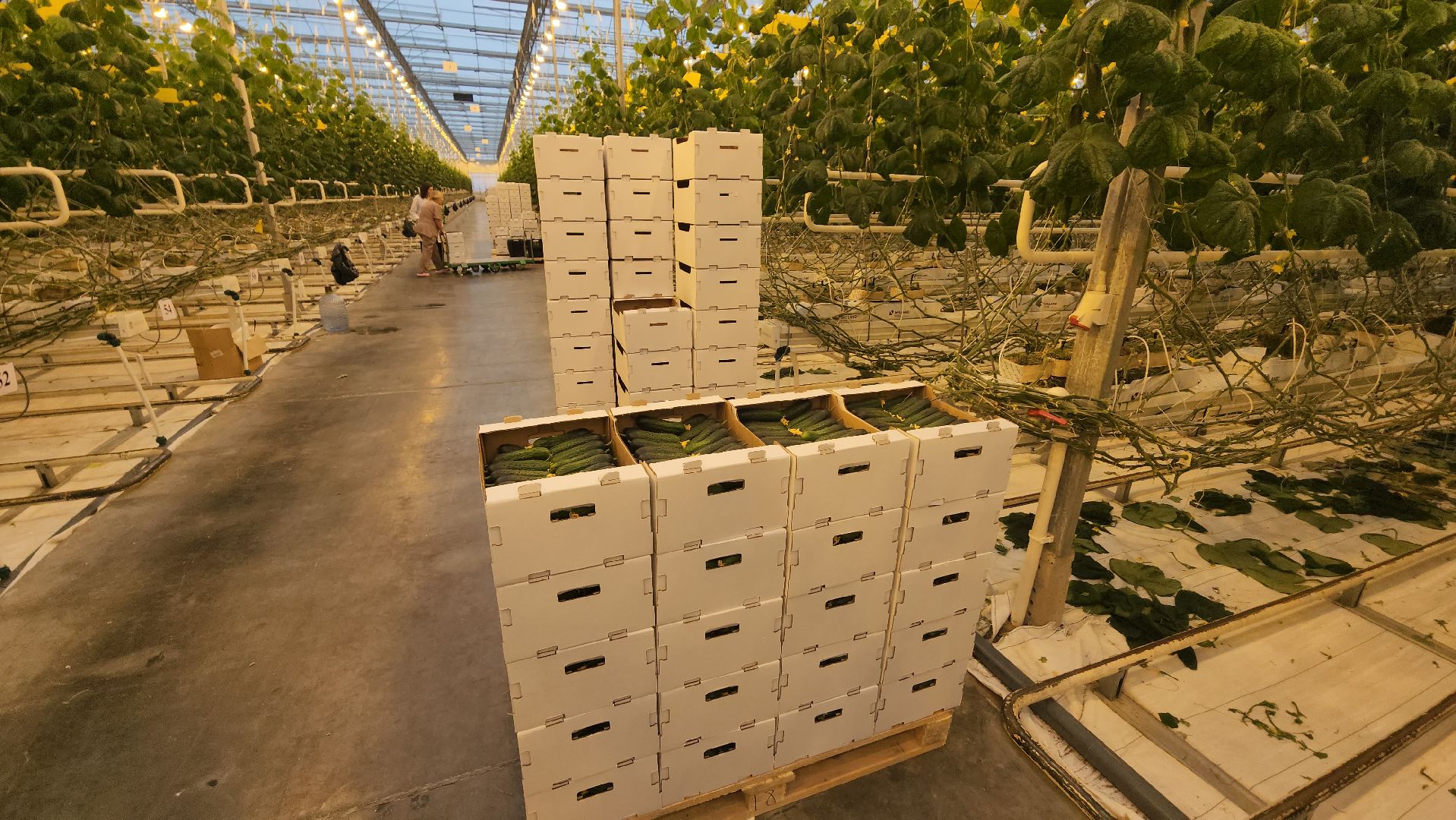 сельское хозяйство, тепличный комплекс, турово, серпухов, овощеводство, огурцы, урожай,