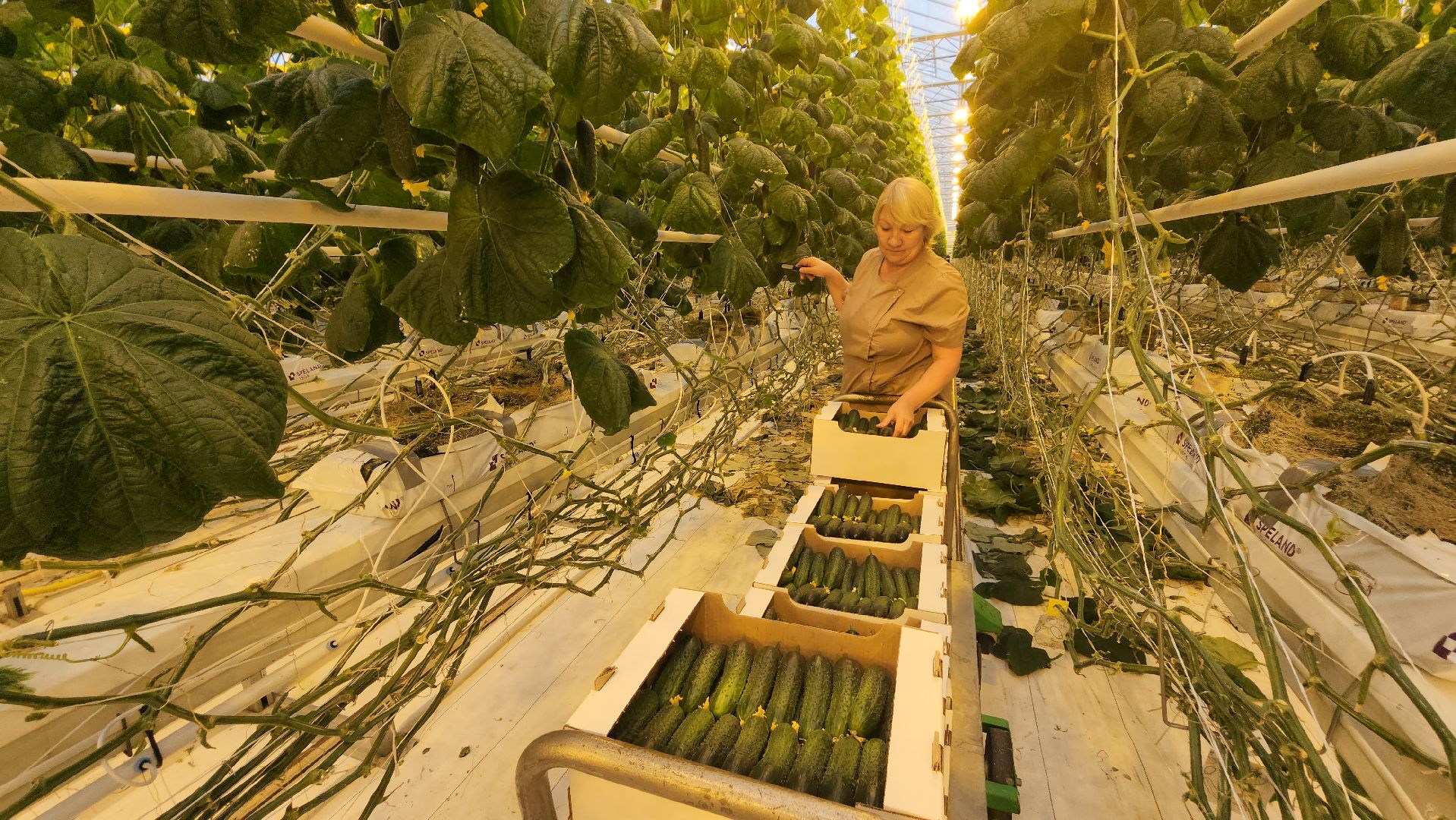 сельское хозяйство, тепличный комплекс, турово, серпухов, овощеводство, огурцы, урожай,
