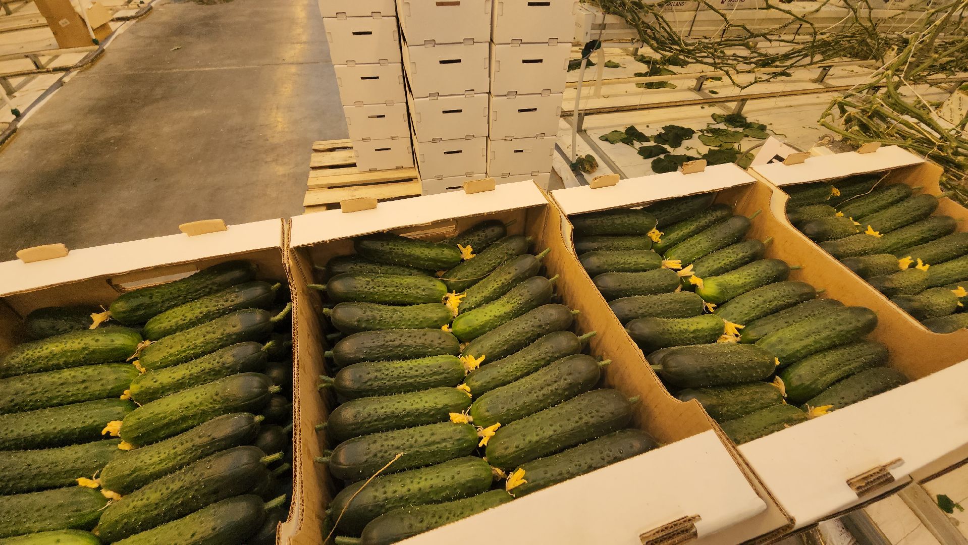 сельское хозяйство, тепличный комплекс, турово, серпухов, овощеводство, огурцы, урожай,