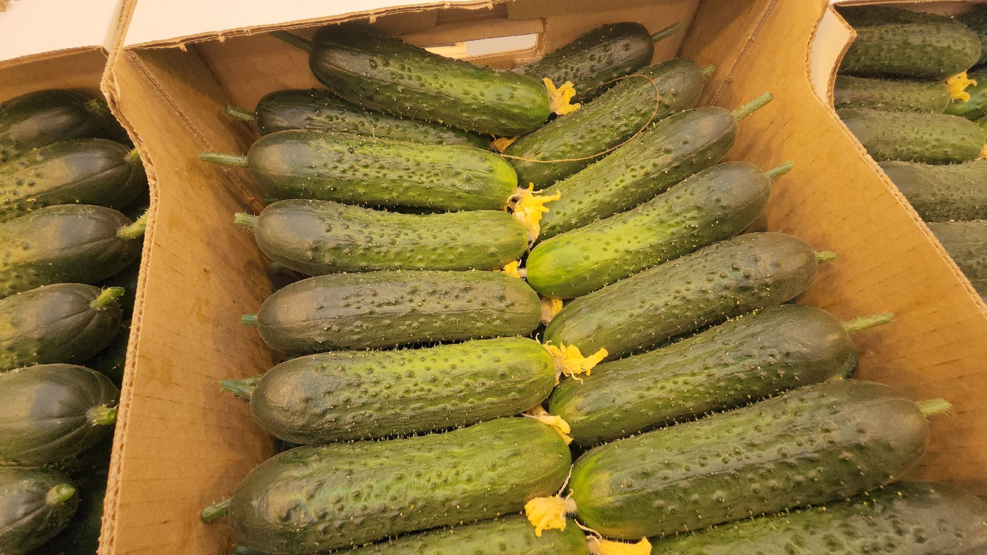 сельское хозяйство, тепличный комплекс, турово, серпухов, овощеводство, огурцы, урожай,