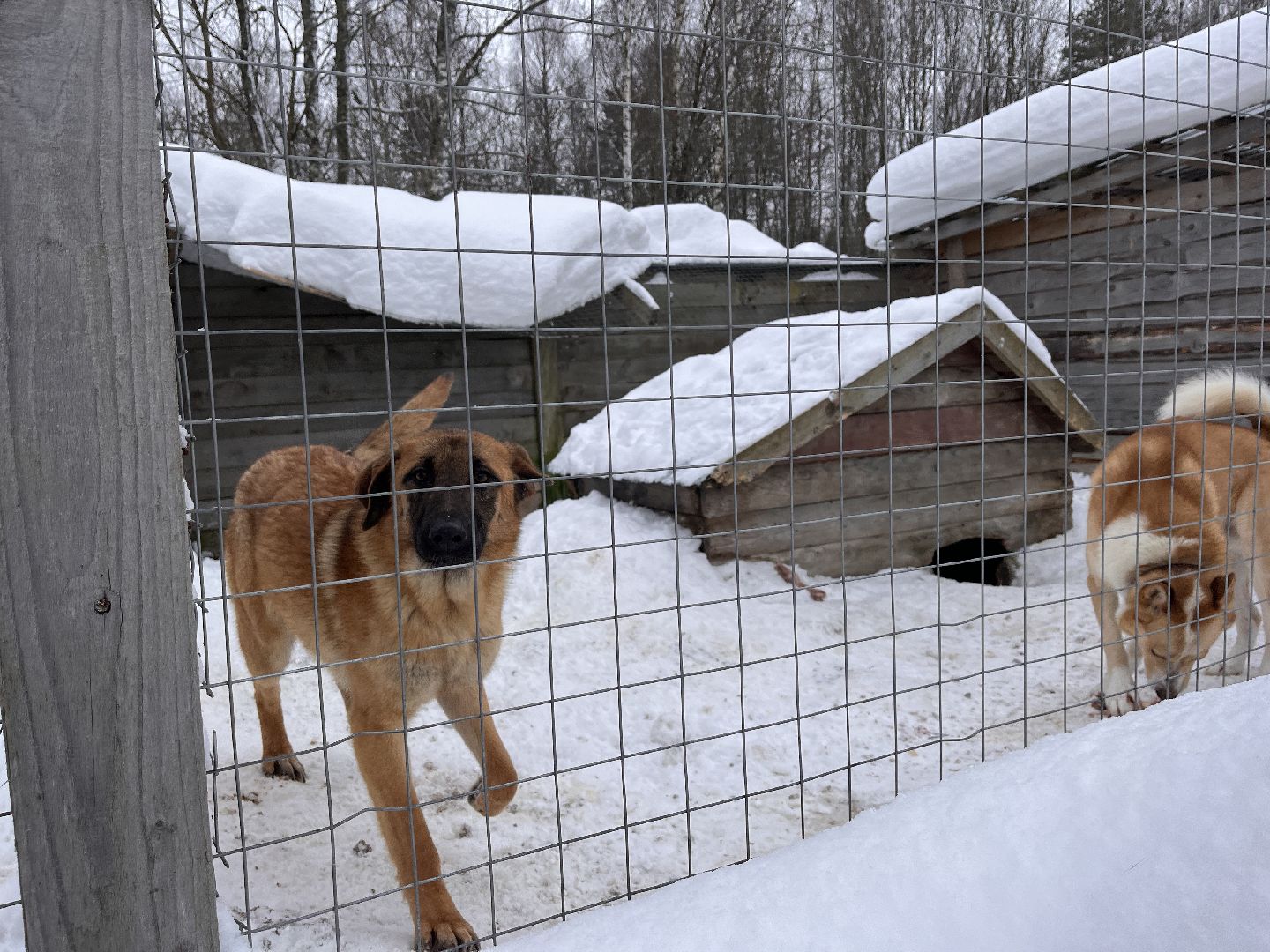 шаховская, приют, приют для животных, можайский приют,