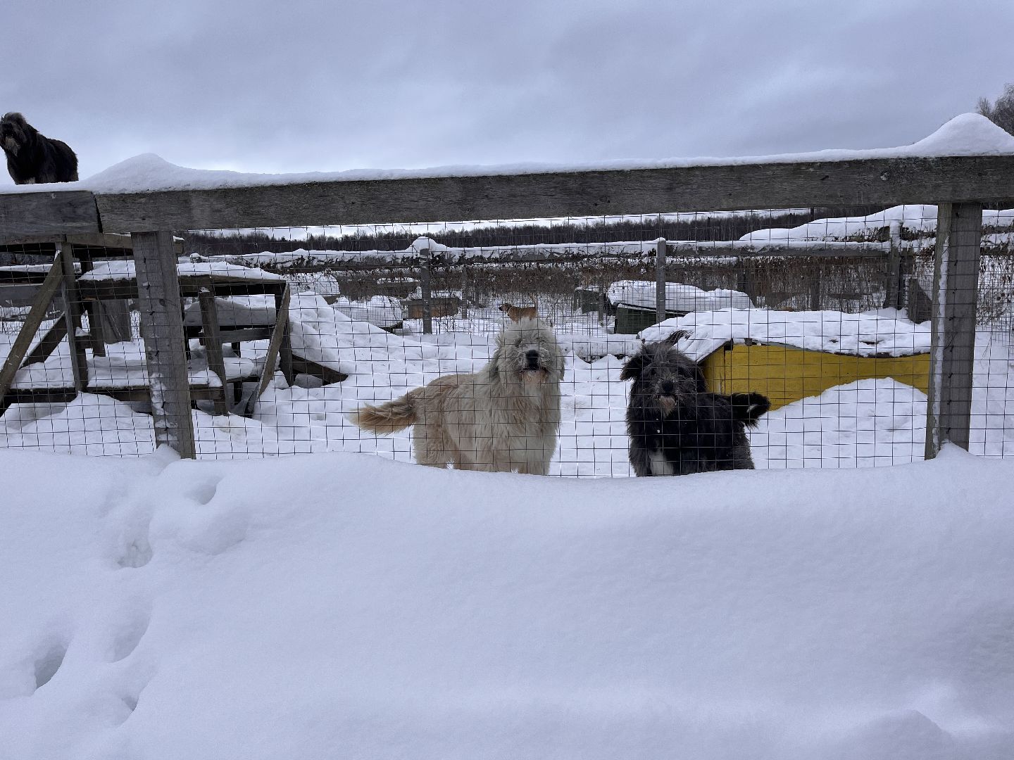 шаховская, приют, приют для животных, можайский приют,
