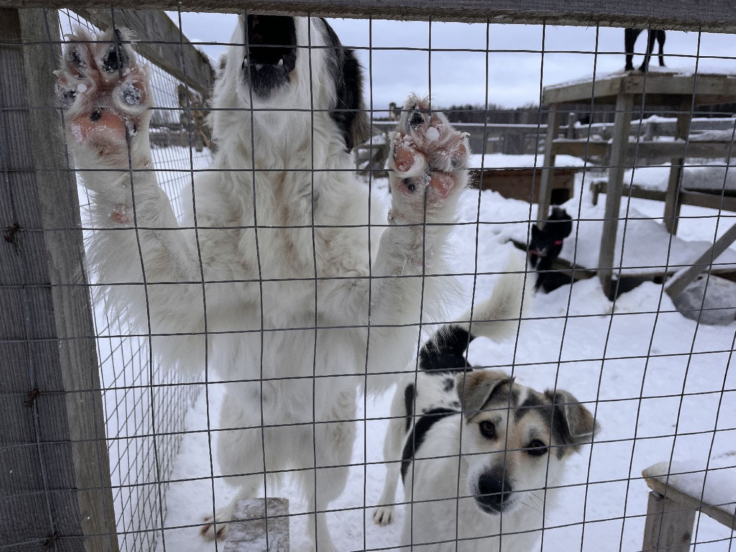 шаховская, приют, приют для животных, можайский приют,