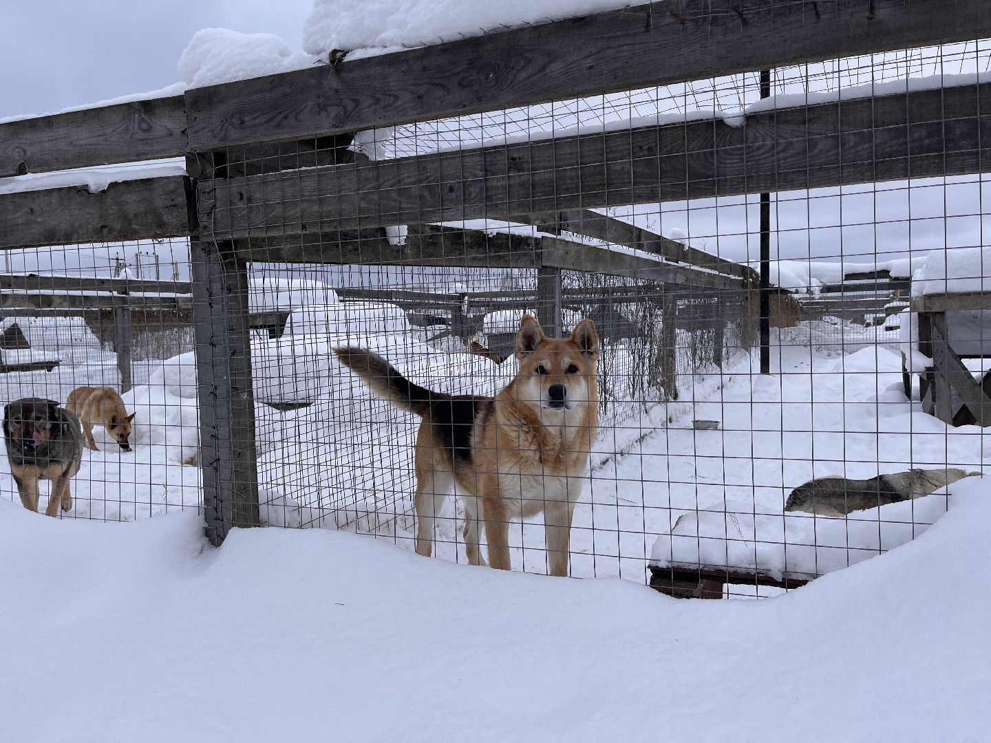 шаховская, приют, приют для животных, можайский приют,