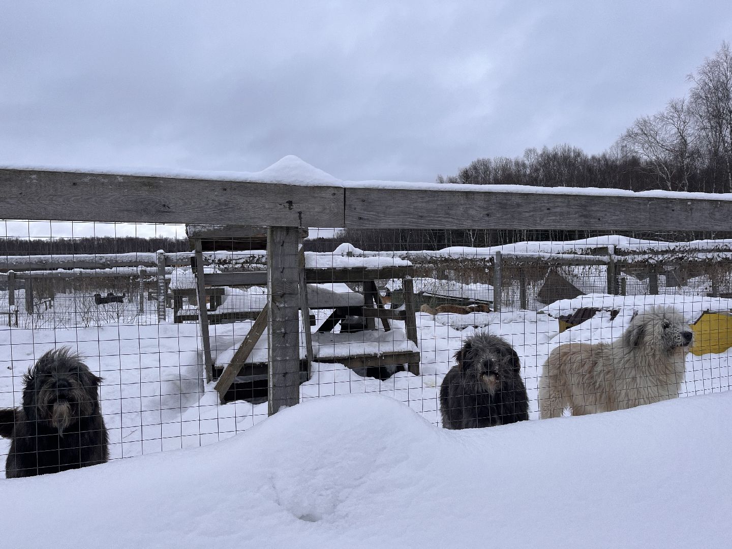 шаховская, приют, приют для животных, можайский приют,