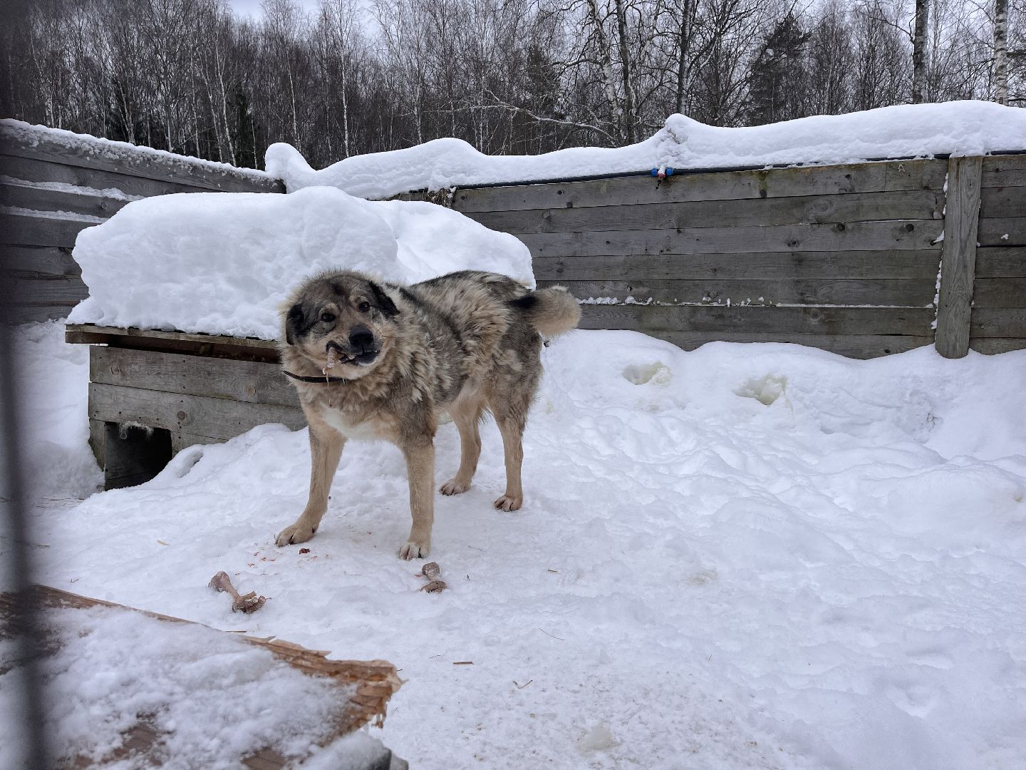 шаховская, приют, приют для животных, можайский приют,