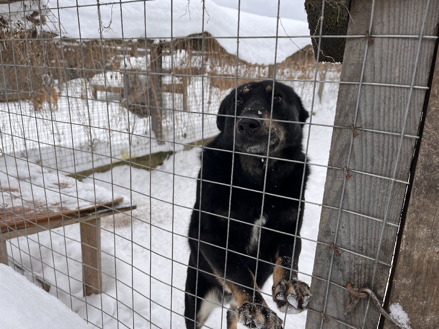 шаховская, приют, приют для животных, можайский приют,