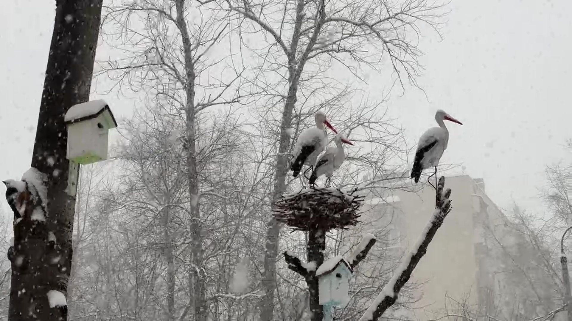 Реутов, ЖКХ, снегопад Ольга, борьба со снегом,