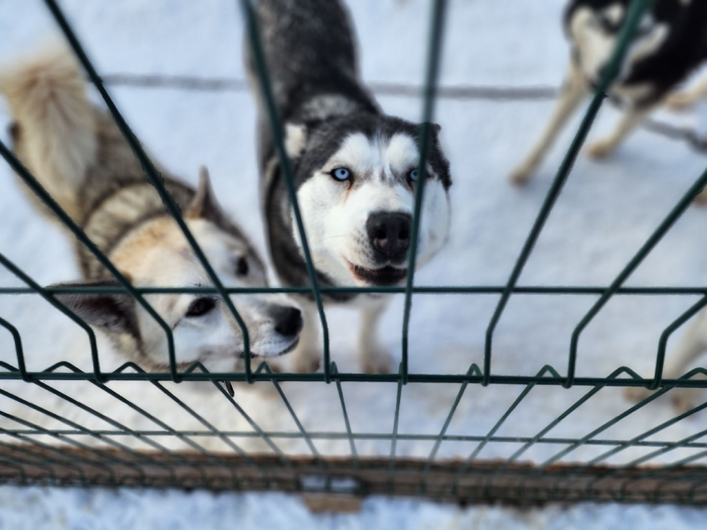 туризм, зима в подмосковье, туризм в подмосковье, руза, рузский городской округ, хаски, Рузская аляска,