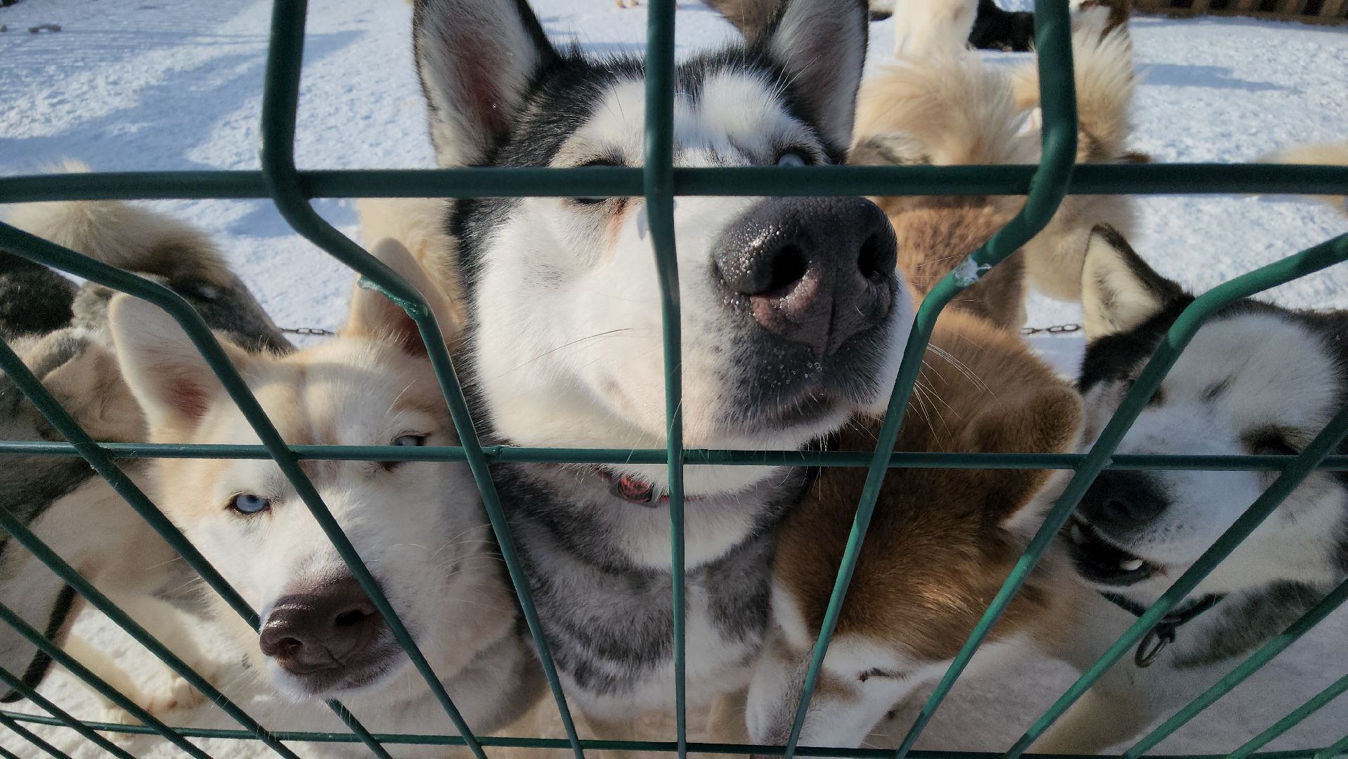 туризм, зима в подмосковье, туризм в подмосковье, руза, рузский городской округ, хаски, Рузская аляска,