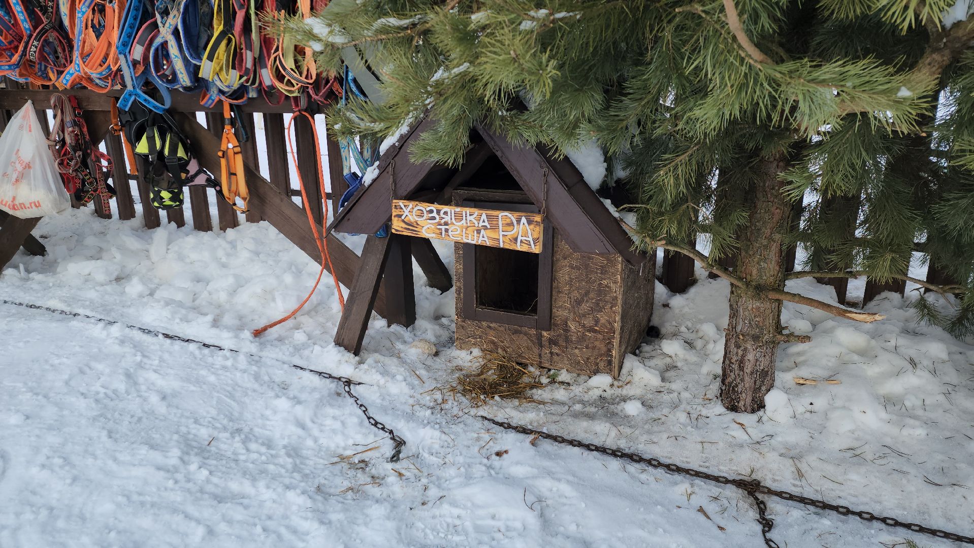 туризм, зима в подмосковье, туризм в подмосковье, руза, рузский городской округ, хаски, Рузская аляска,