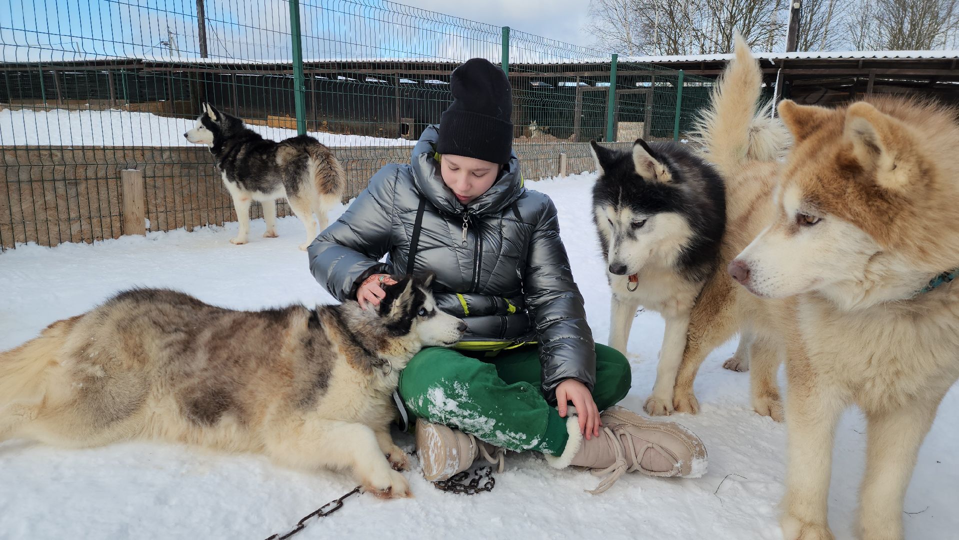 туризм, зима в подмосковье, туризм в подмосковье, руза, рузский городской округ, хаски, Рузская аляска,