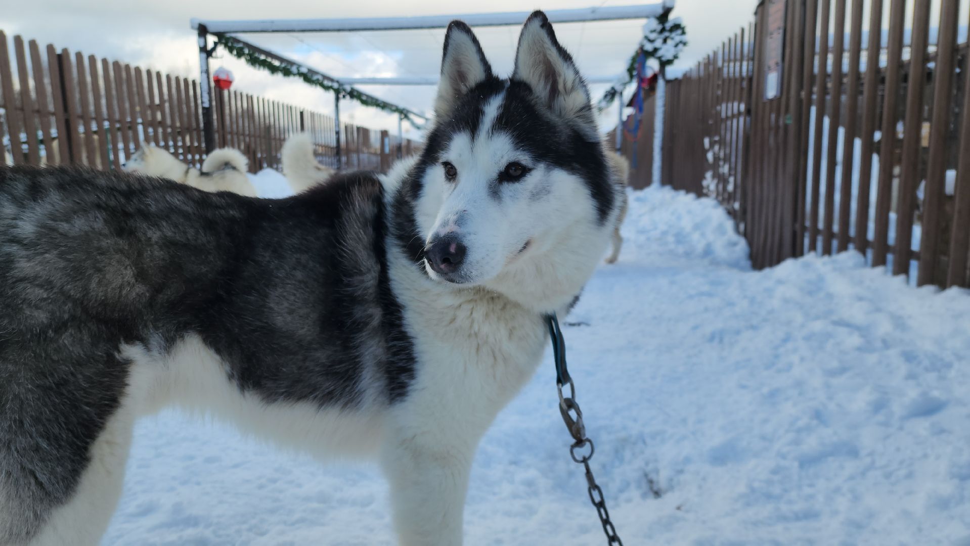 туризм, зима в подмосковье, туризм в подмосковье, руза, рузский городской округ, хаски, Рузская аляска,