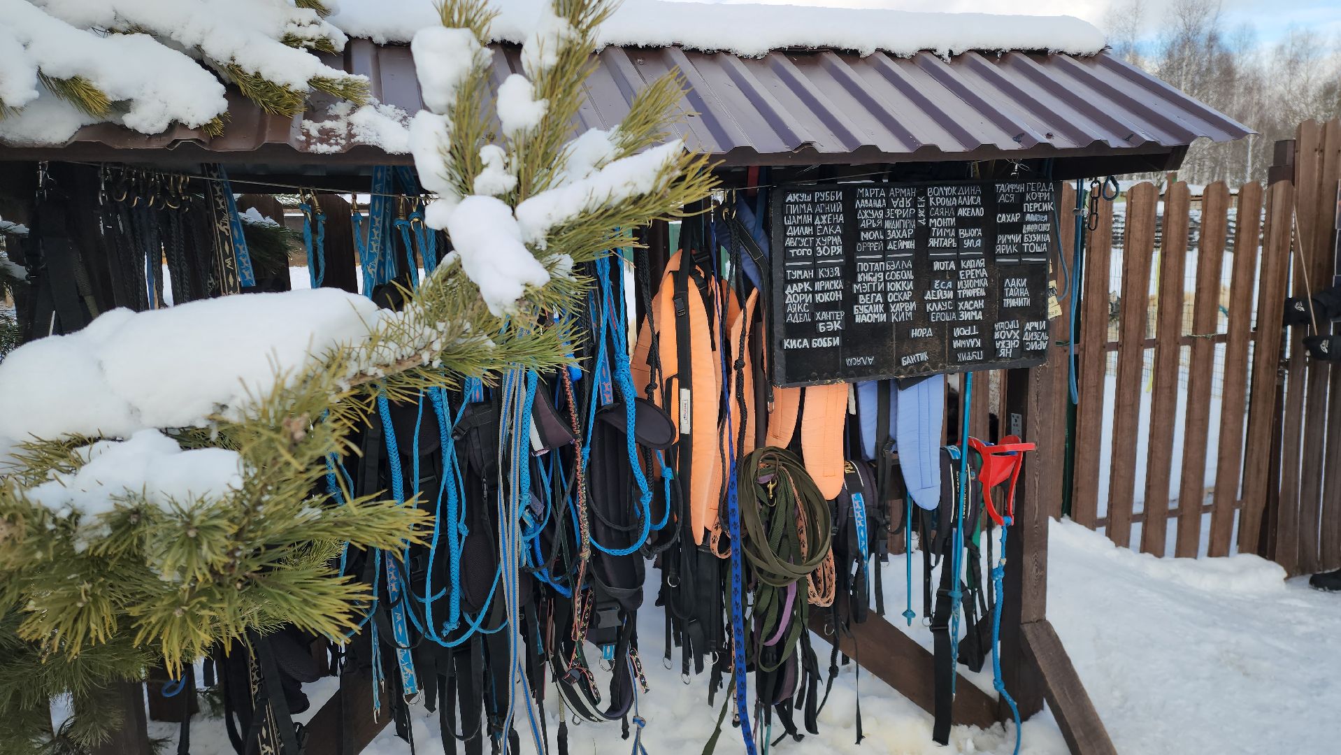 туризм, зима в подмосковье, туризм в подмосковье, руза, рузский городской округ, хаски, Рузская аляска,