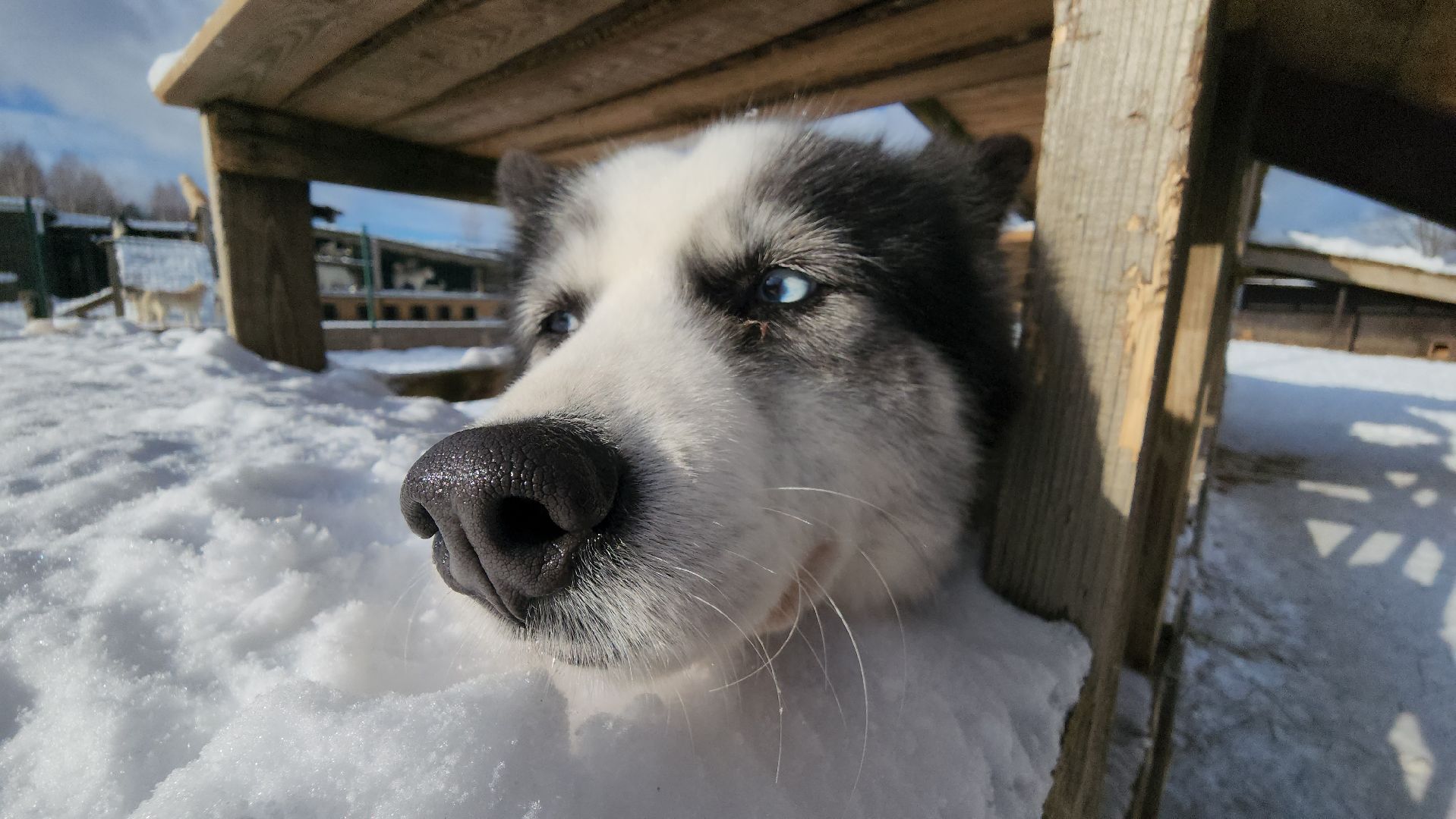 туризм в подмосковье, зима 2024, зима в подмосковье, руза, глэмпинг, рузский городской округ, московская область,