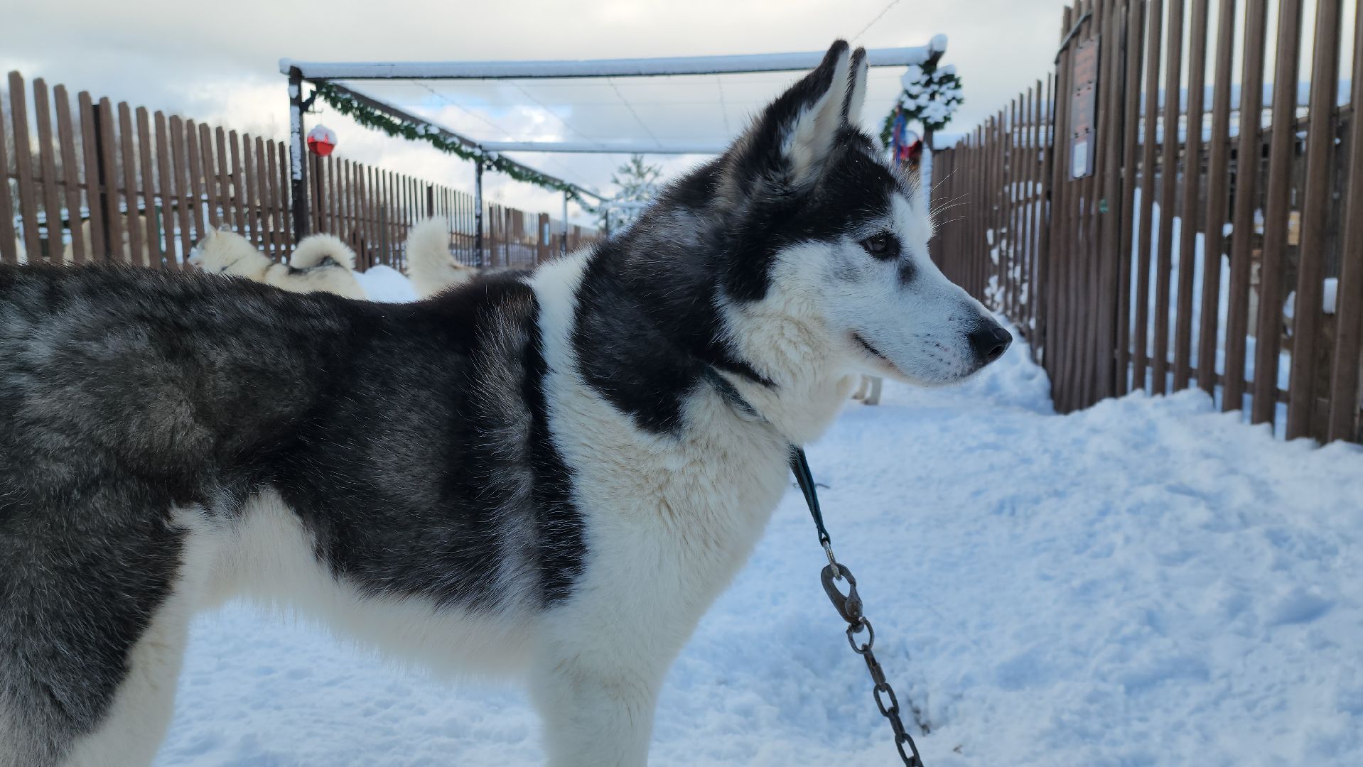 туризм в подмосковье, зима 2024, зима в подмосковье, руза, глэмпинг, рузский городской округ, московская область,