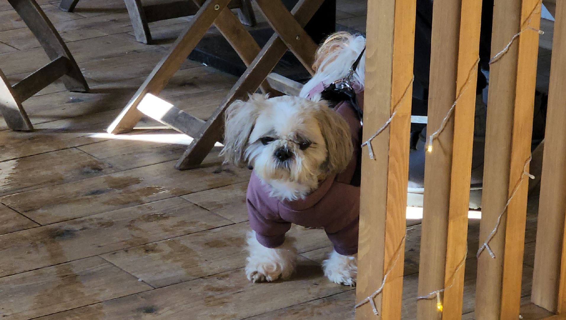 еда, туризм, Томилинский лесопарк,