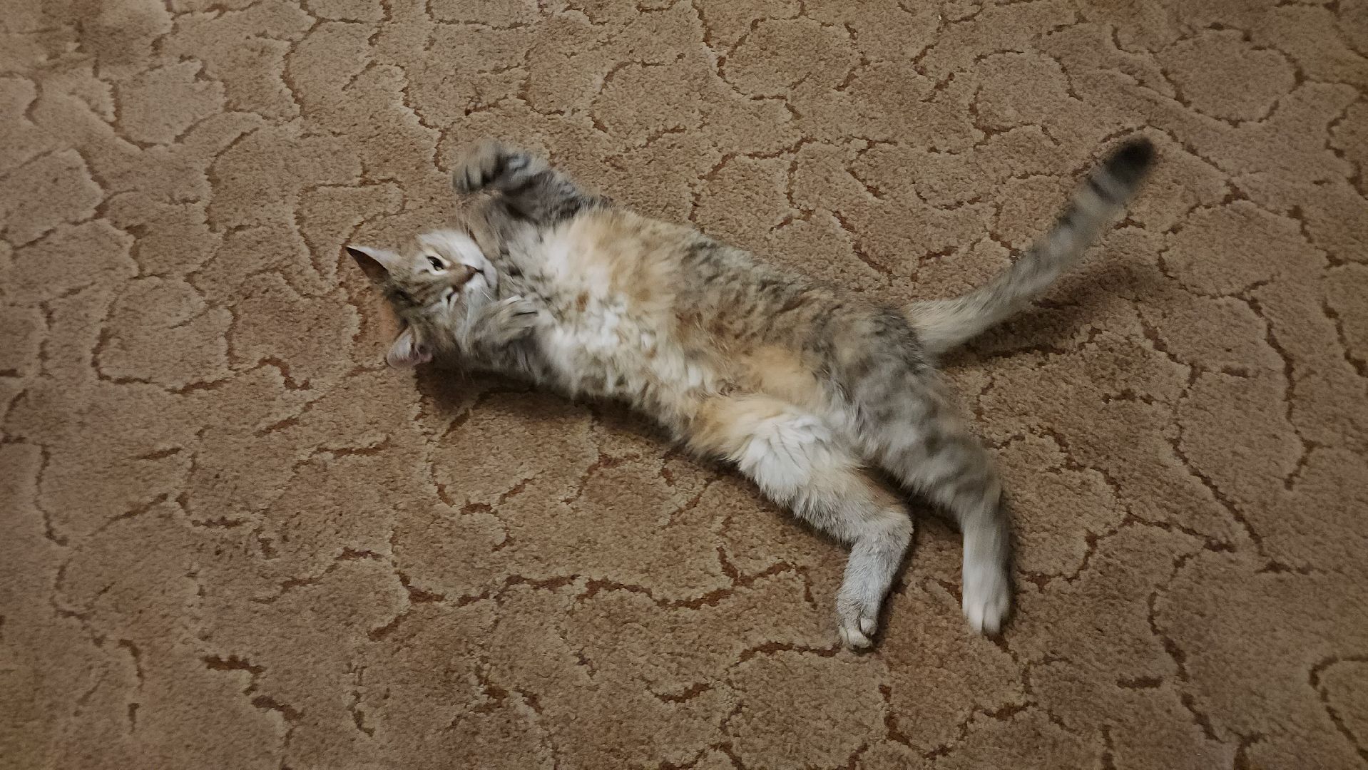 Серпухов, Подмосковье, Трынкины, конструктор, новая жизнь животных, собаки, кошки, мастер,