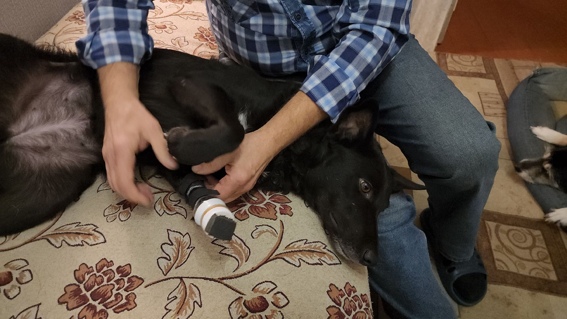 Серпухов, Подмосковье, Трынкины, конструктор, новая жизнь животных, собаки, кошки, мастер,