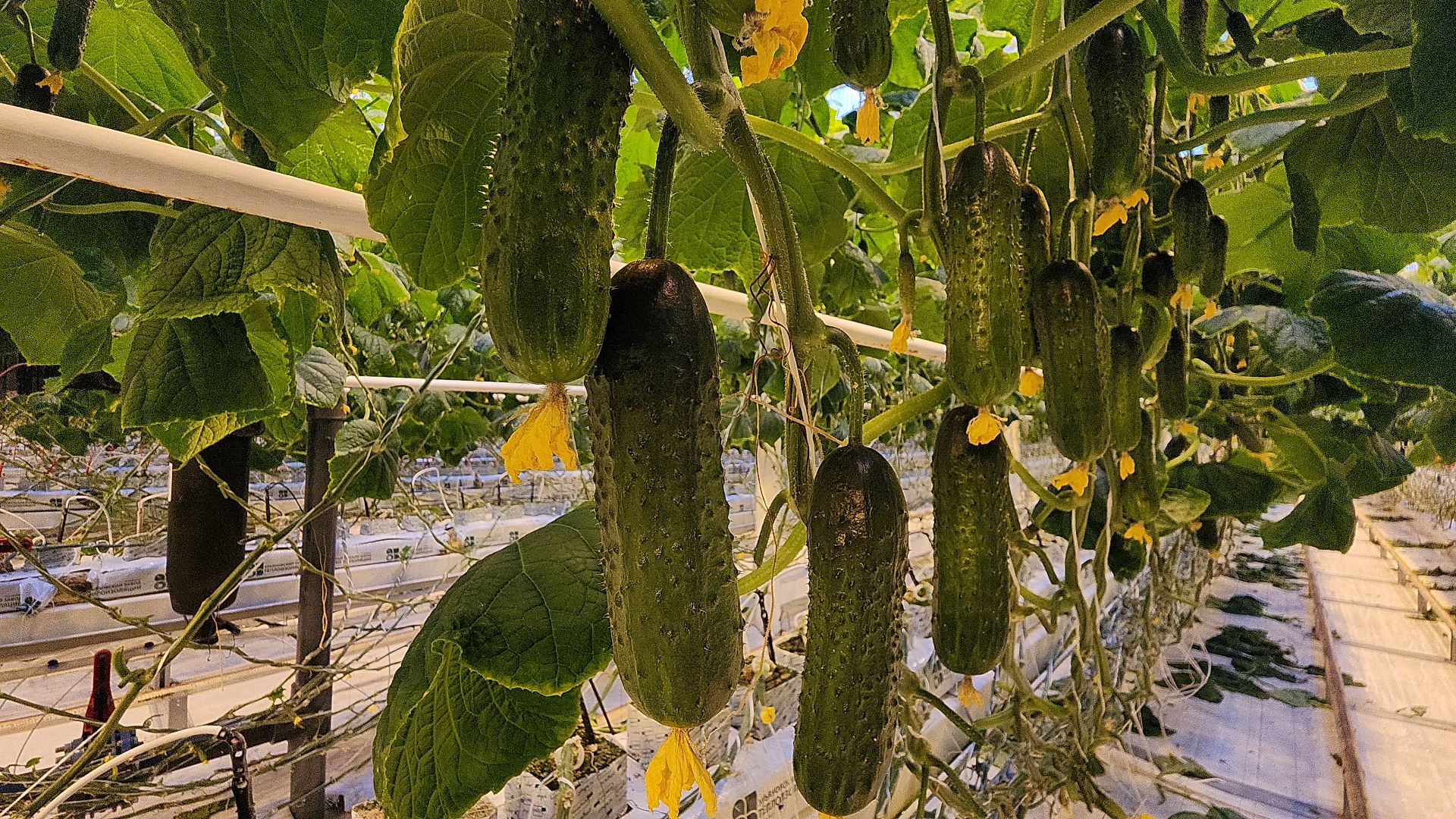 экономика, экономика округа, электросталь, мой город, овощи, овощеводство, теплицы, агрокомплекс, агрокластер, агроном, жители города,