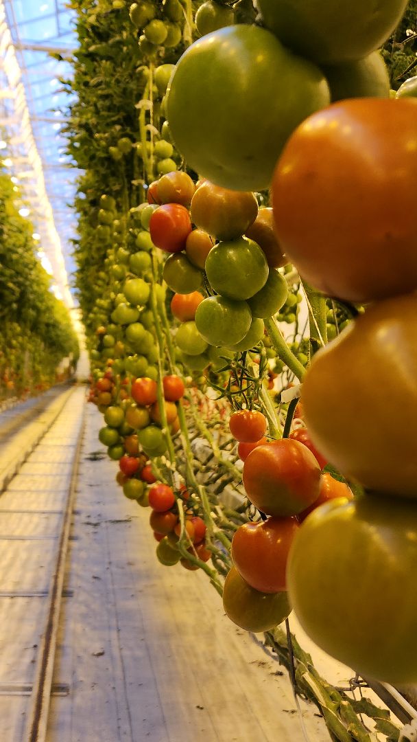 экономика, экономика округа, электросталь, мой город, овощи, овощеводство, теплицы, агрокомплекс, агрокластер, агроном, жители города,