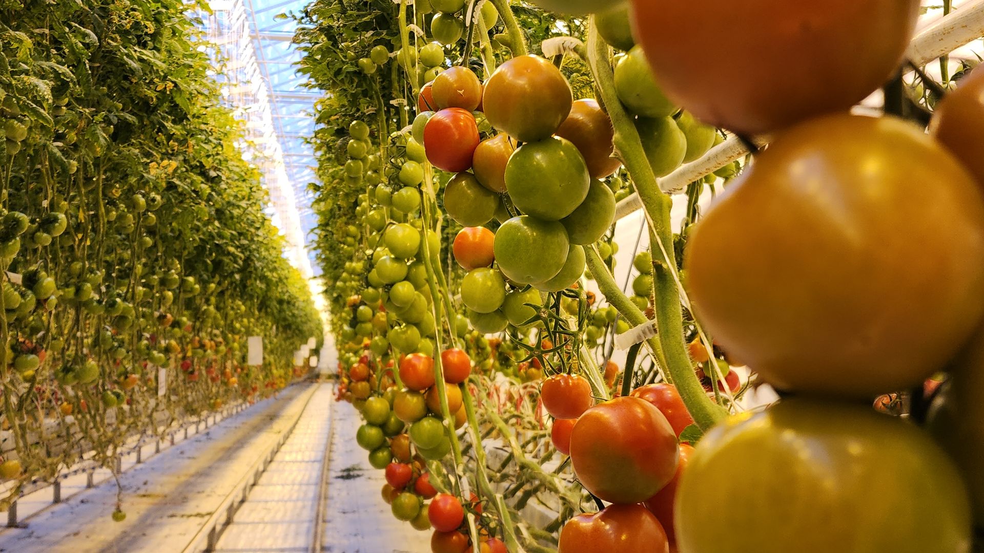 экономика, экономика округа, электросталь, мой город, овощи, овощеводство, теплицы, агрокомплекс, агрокластер, агроном, жители города,