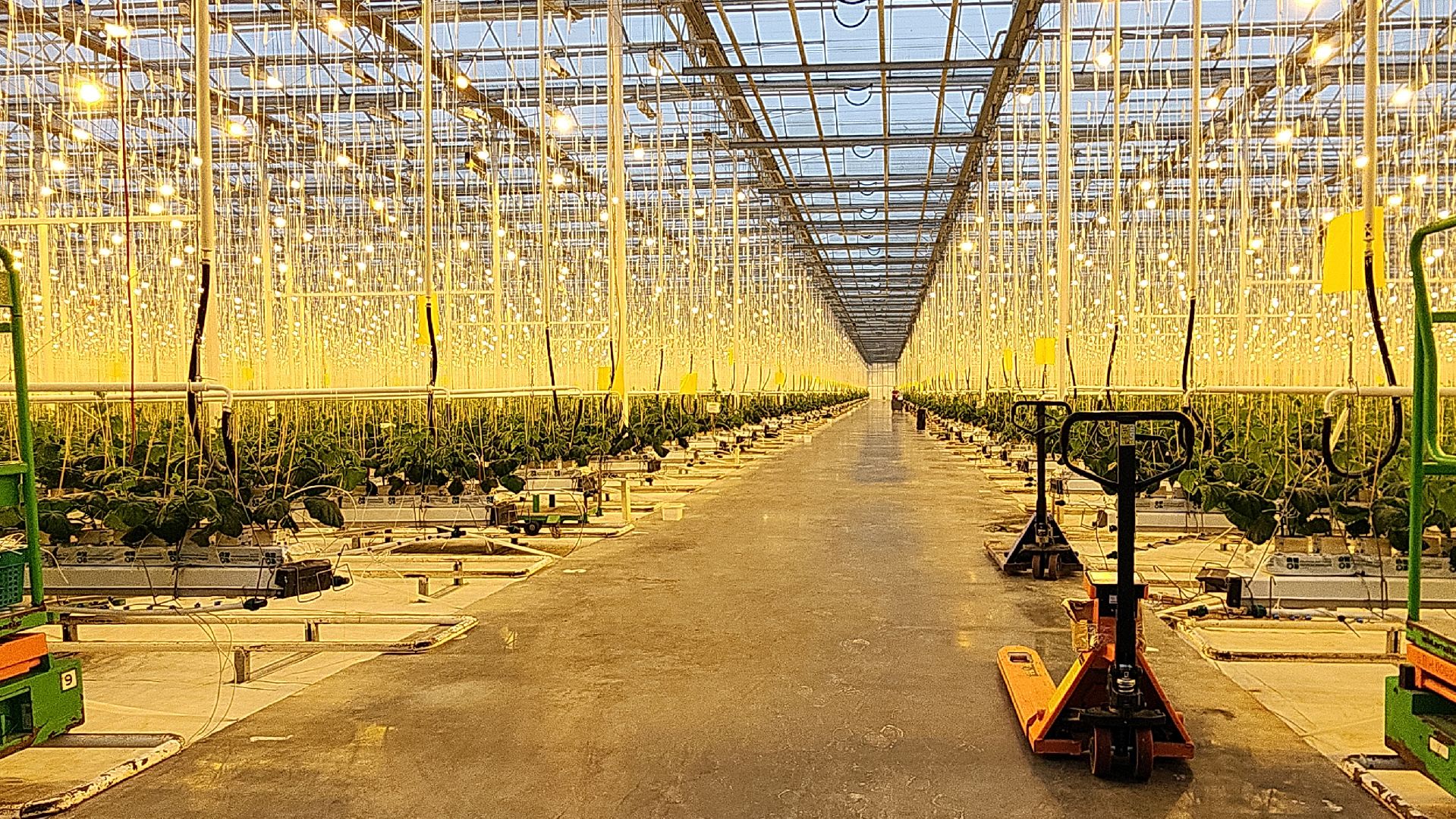 экономика, экономика округа, электросталь, мой город, овощи, овощеводство, теплицы, агрокомплекс, агрокластер, агроном, жители города,