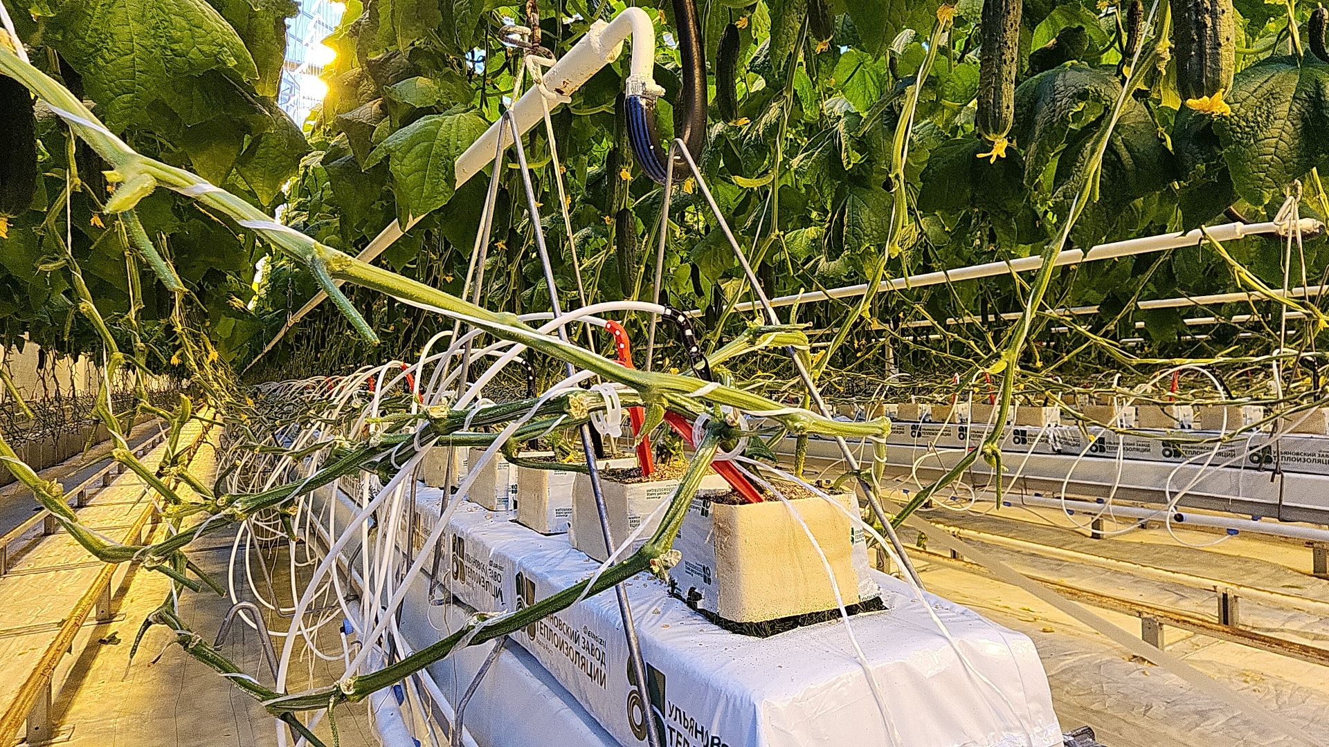 экономика, экономика округа, электросталь, мой город, овощи, овощеводство, теплицы, агрокомплекс, агрокластер, агроном, жители города,