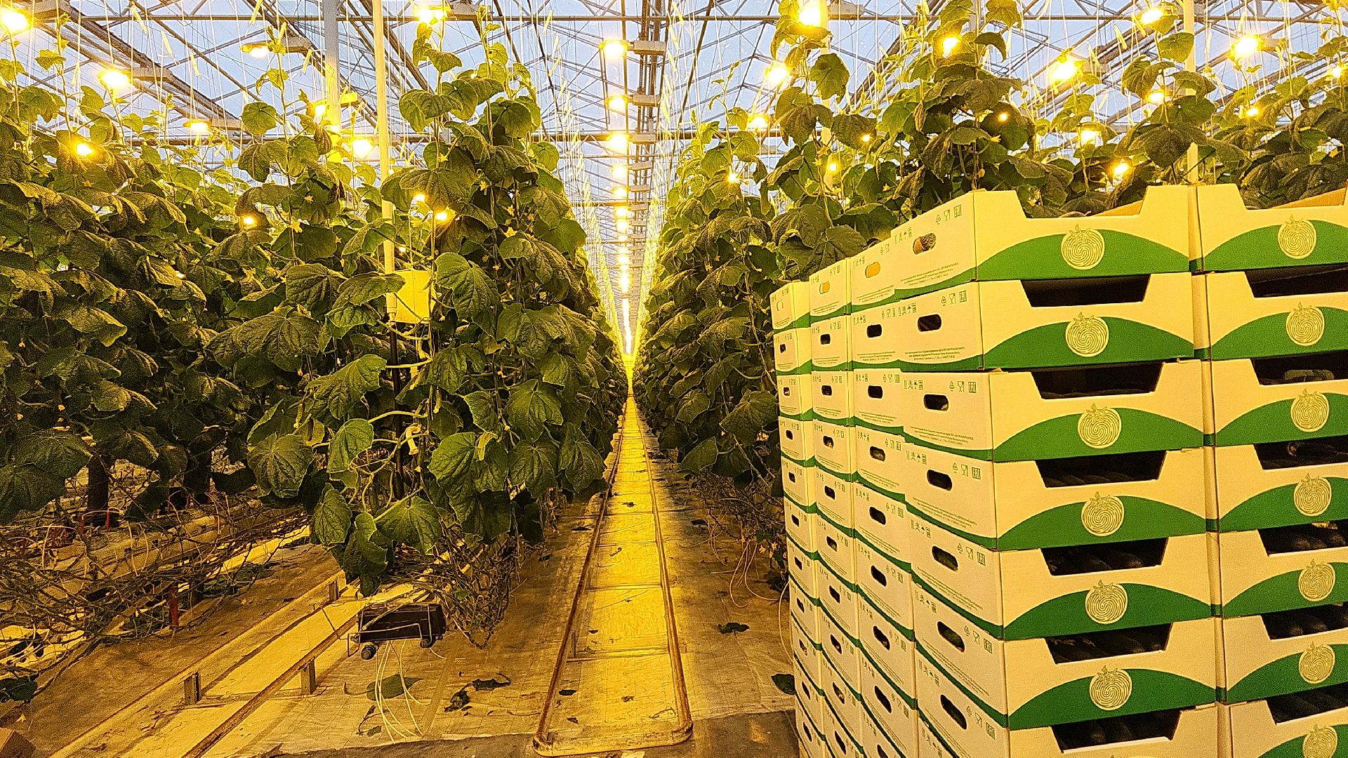 экономика, экономика округа, электросталь, мой город, овощи, овощеводство, теплицы, агрокомплекс, агрокластер, агроном, жители города,