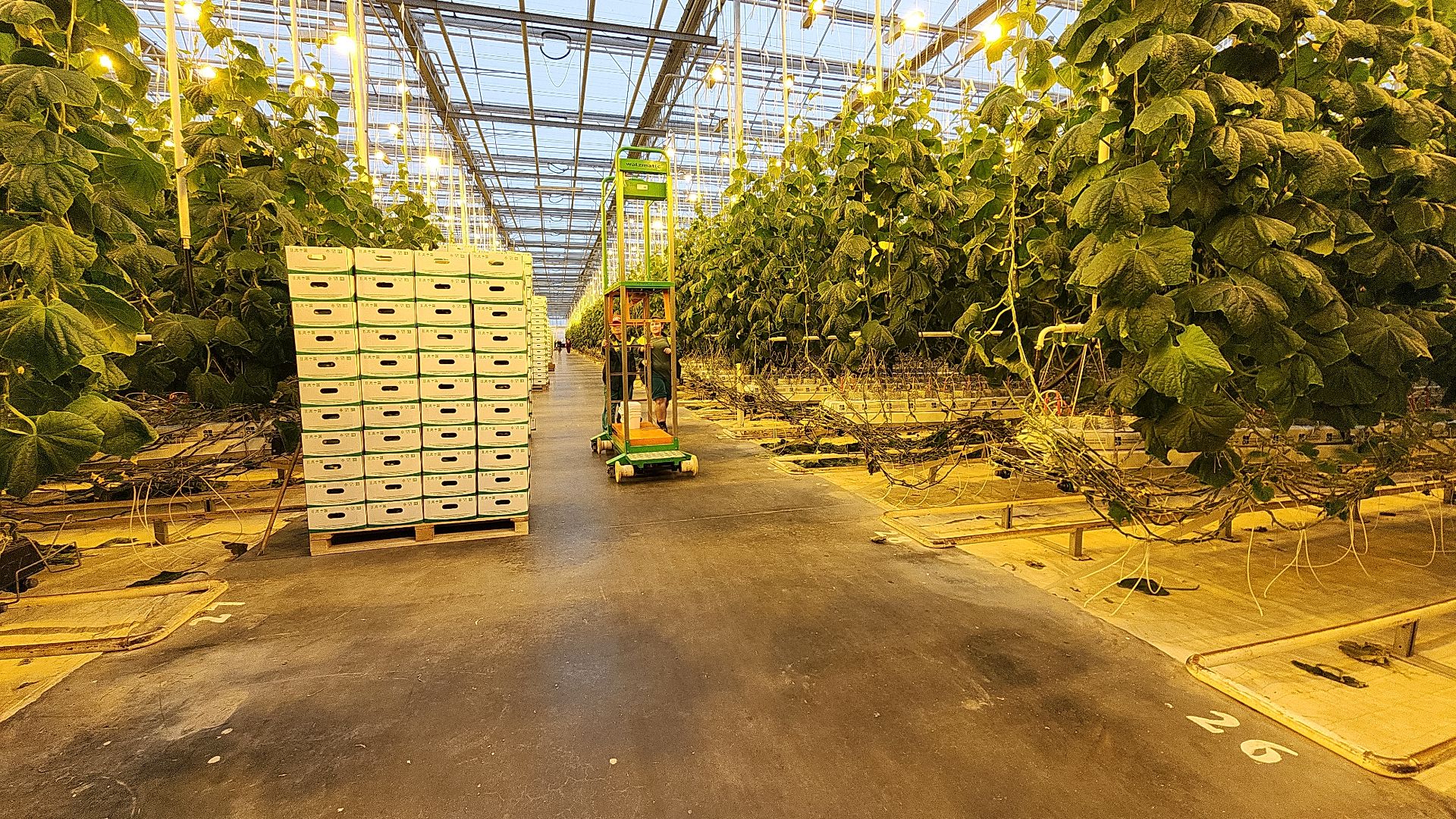 экономика, экономика округа, электросталь, мой город, овощи, овощеводство, теплицы, агрокомплекс, агрокластер, агроном, жители города,