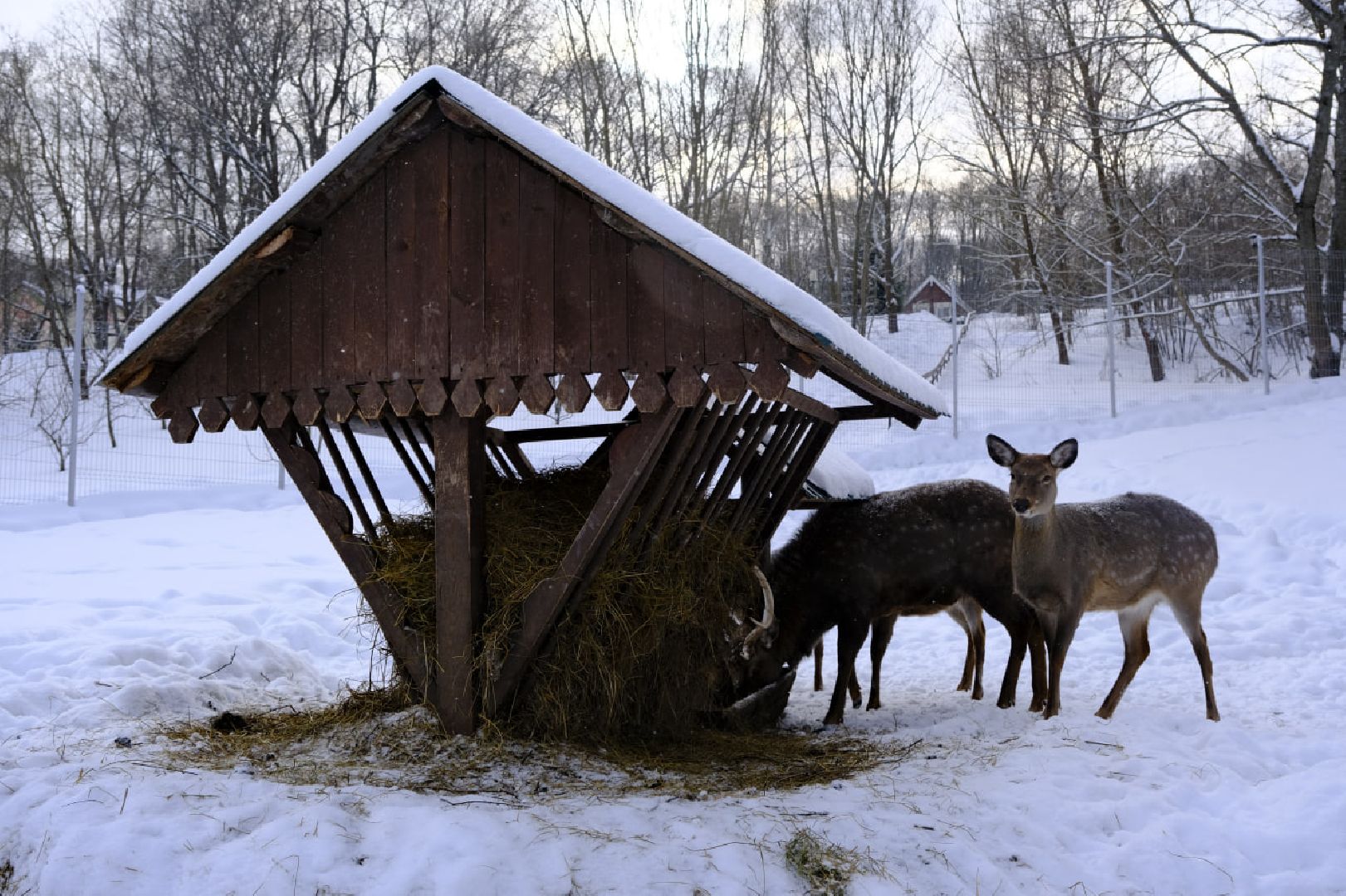 пущино, серпухов, экология, животные, красная книга, беременность,