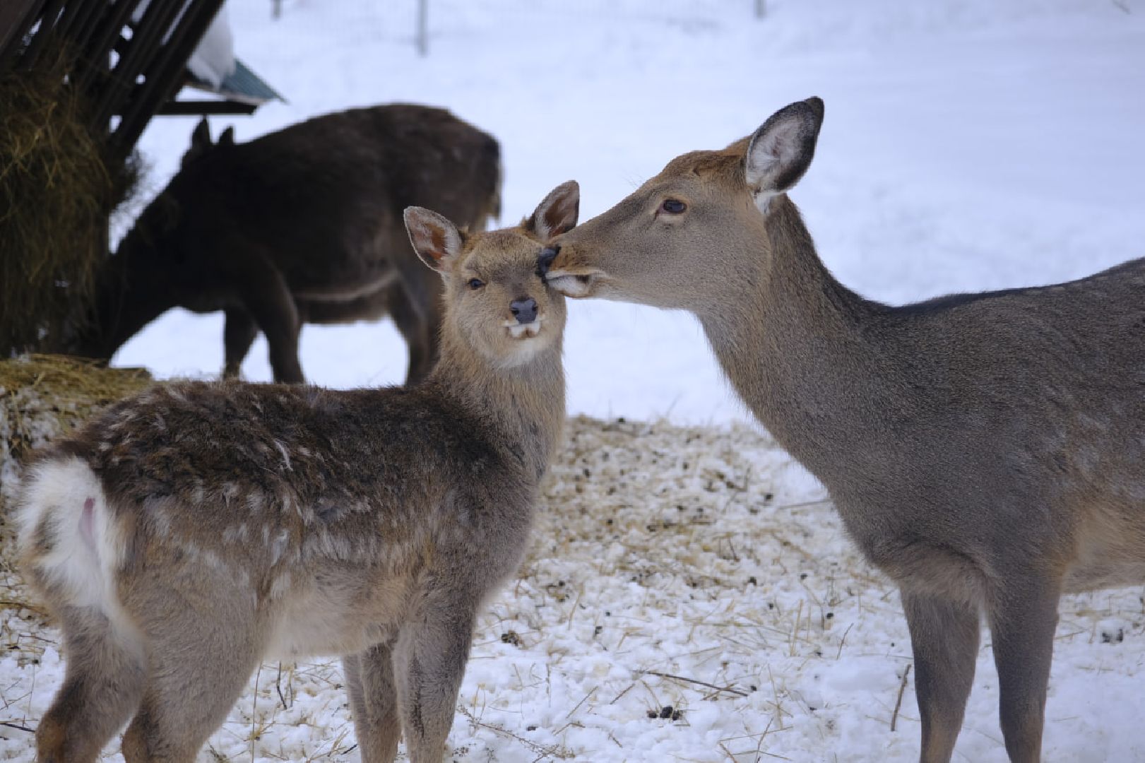 пущино, серпухов, экология, животные, красная книга, беременность,