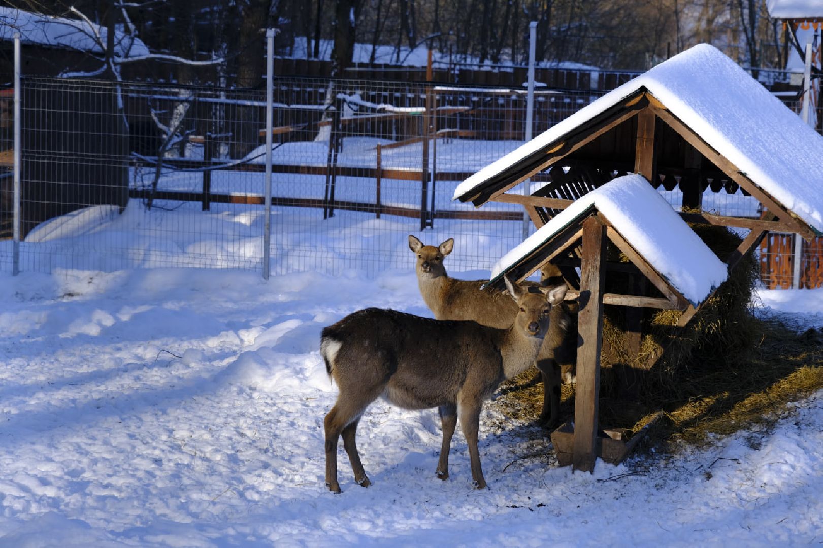 пущино, серпухов, экология, животные, красная книга, беременность,