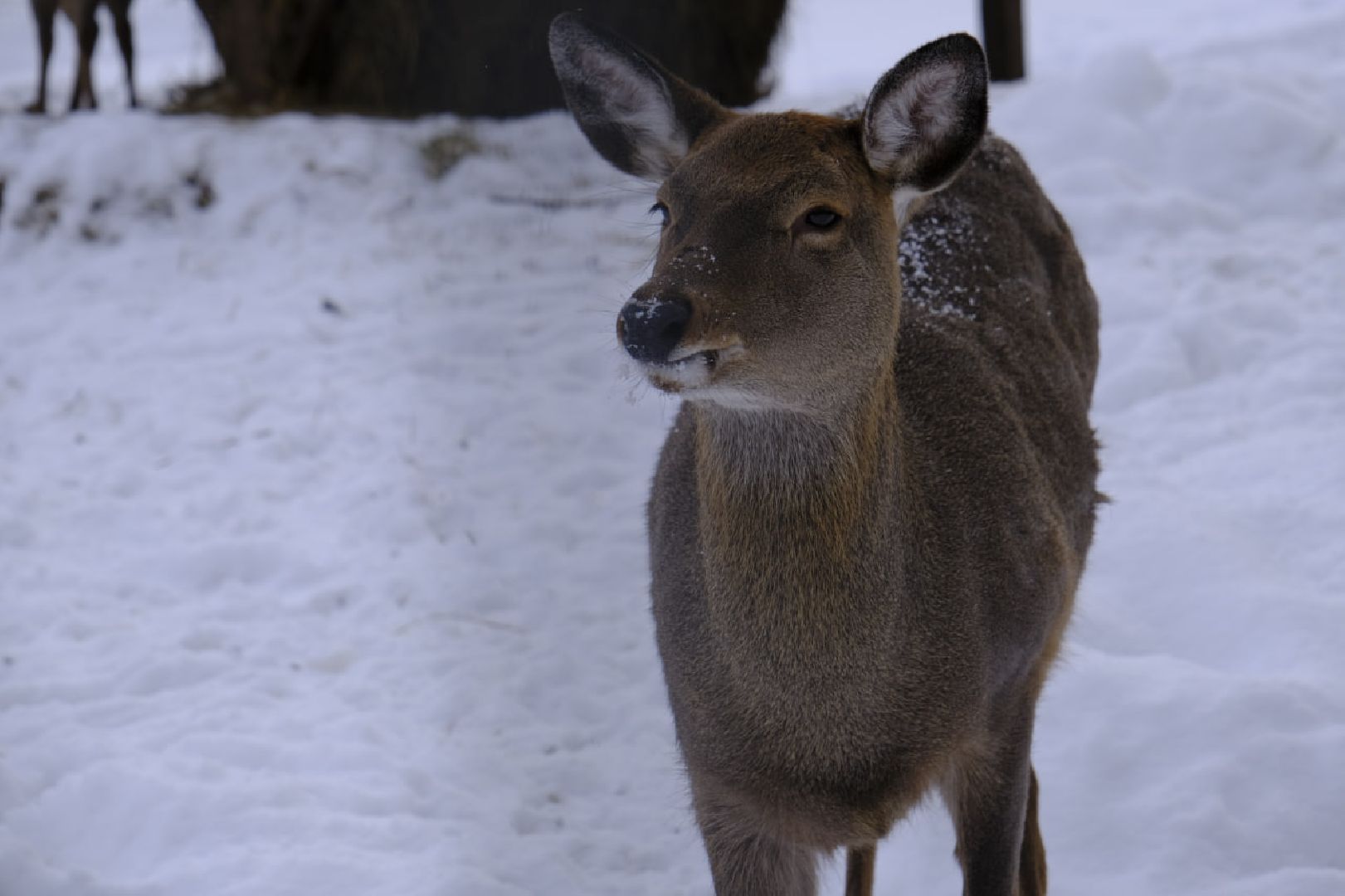 пущино, серпухов, экология, животные, красная книга, беременность,
