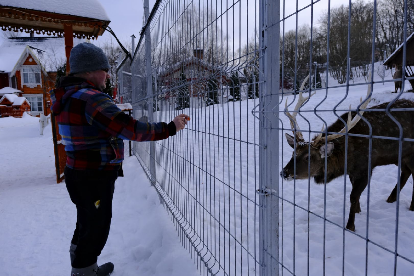 пущино, серпухов, экология, животные, красная книга, беременность,