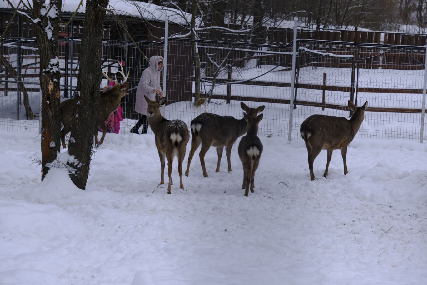 пущино, серпухов, экология, животные, красная книга, беременность,