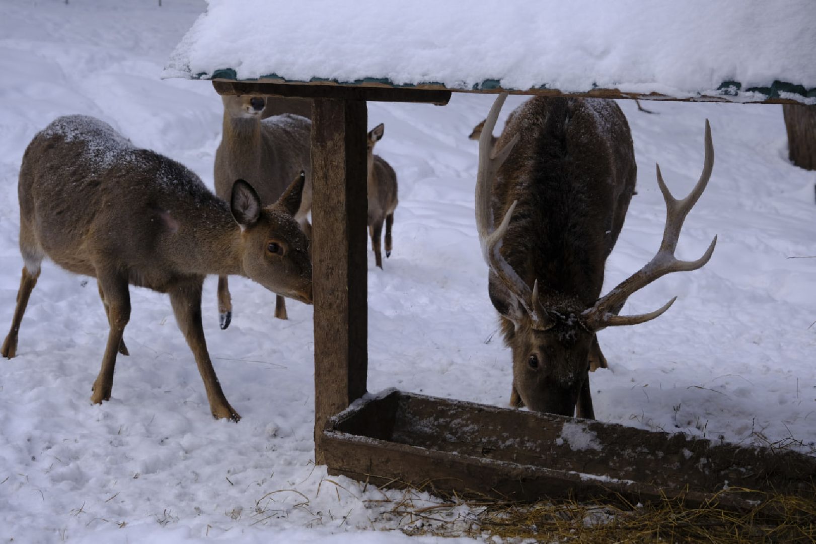 пущино, серпухов, экология, животные, красная книга, беременность,