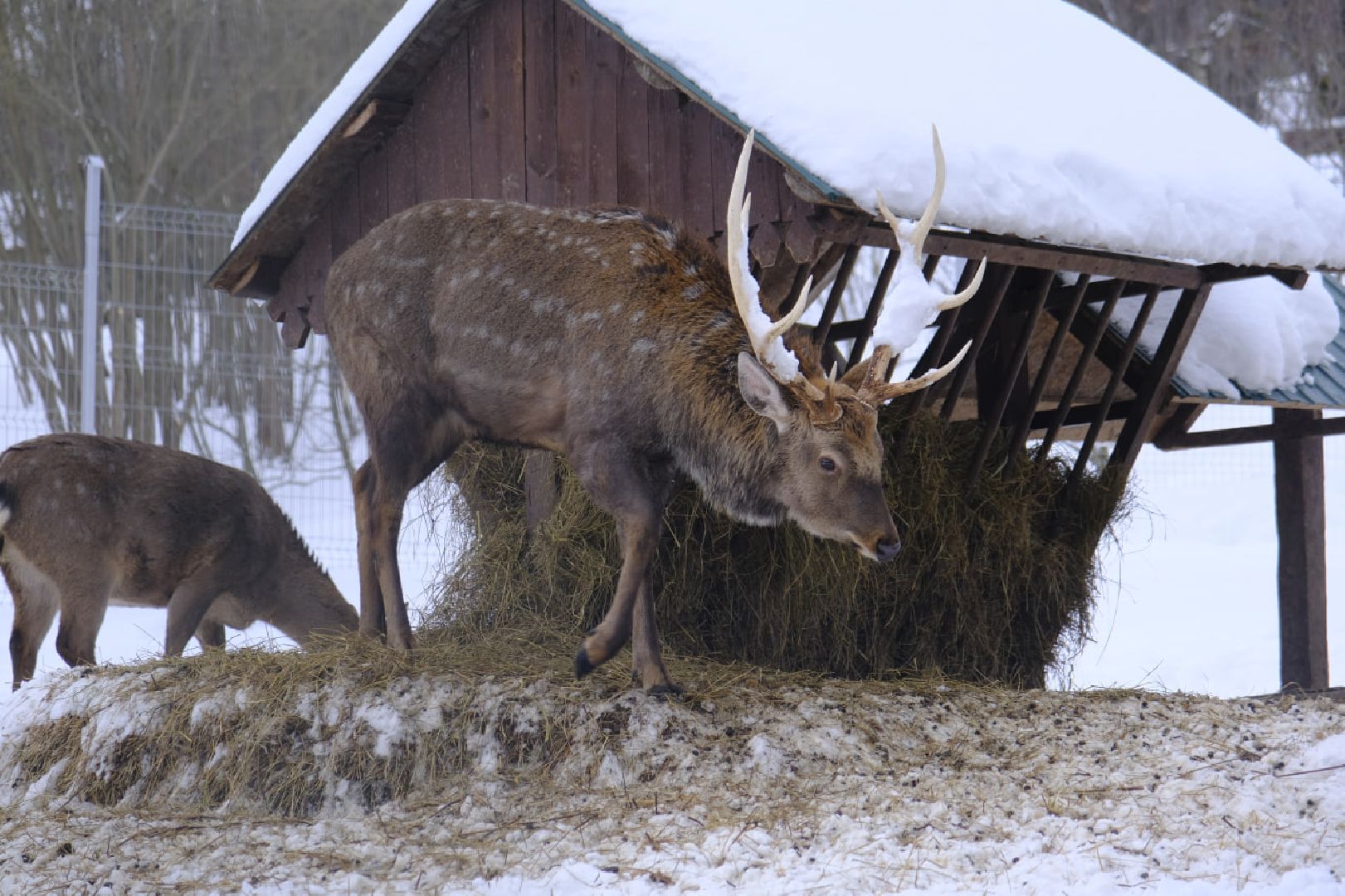 пущино, серпухов, экология, животные, красная книга, беременность,