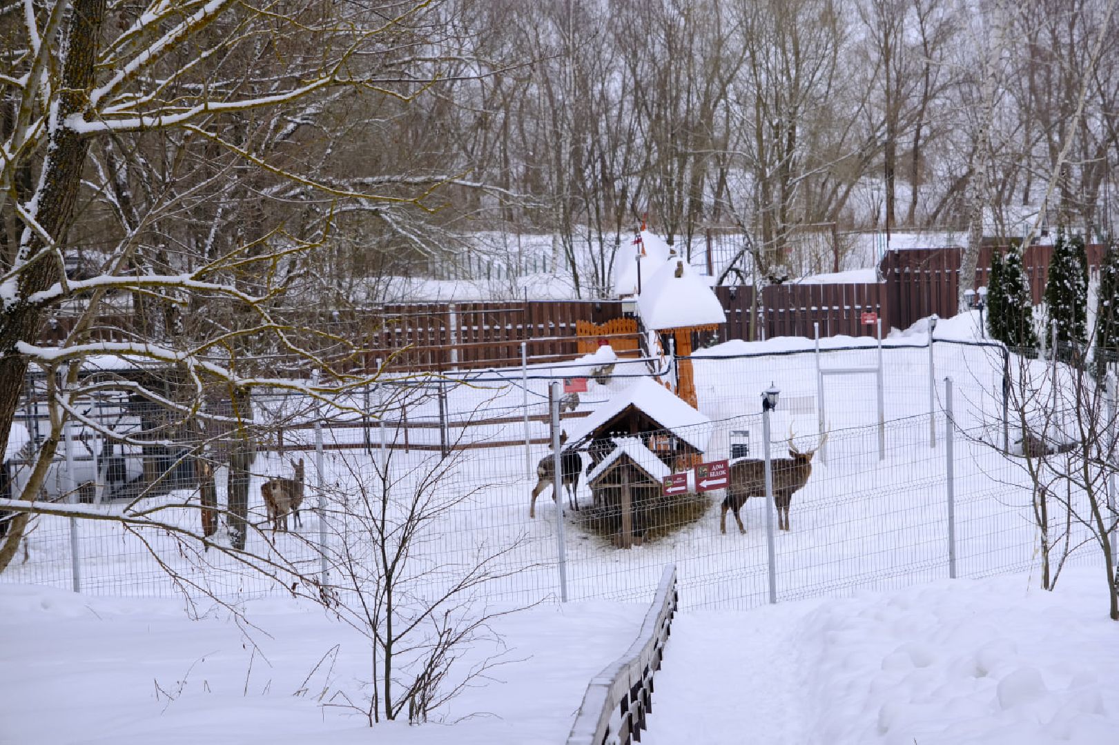 пущино, серпухов, экология, животные, красная книга, беременность,