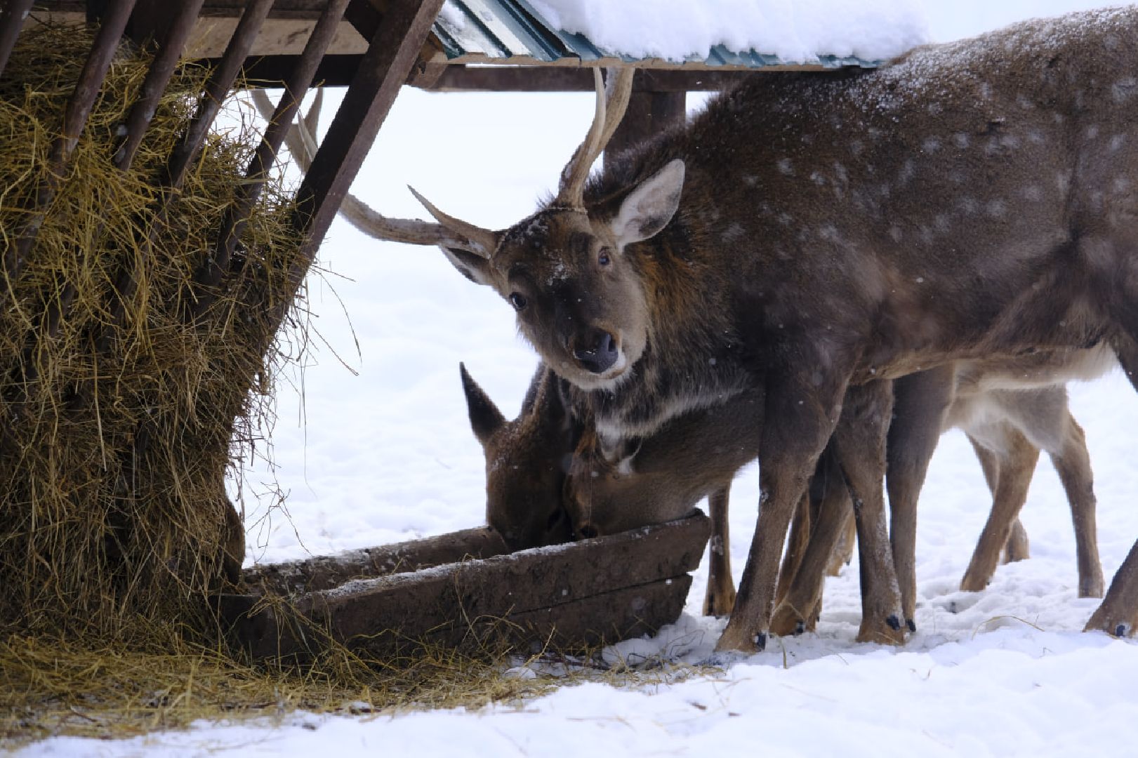 пущино, серпухов, экология, животные, красная книга, беременность,