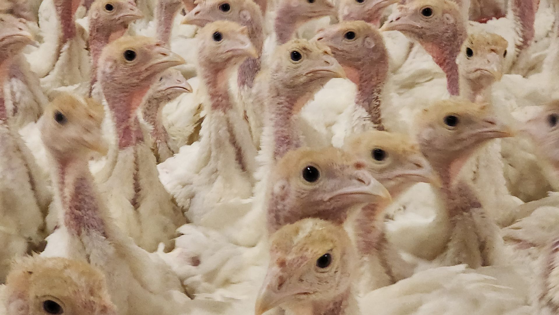 Егорьевск, птицефабрика, Московская область, подмосковье,