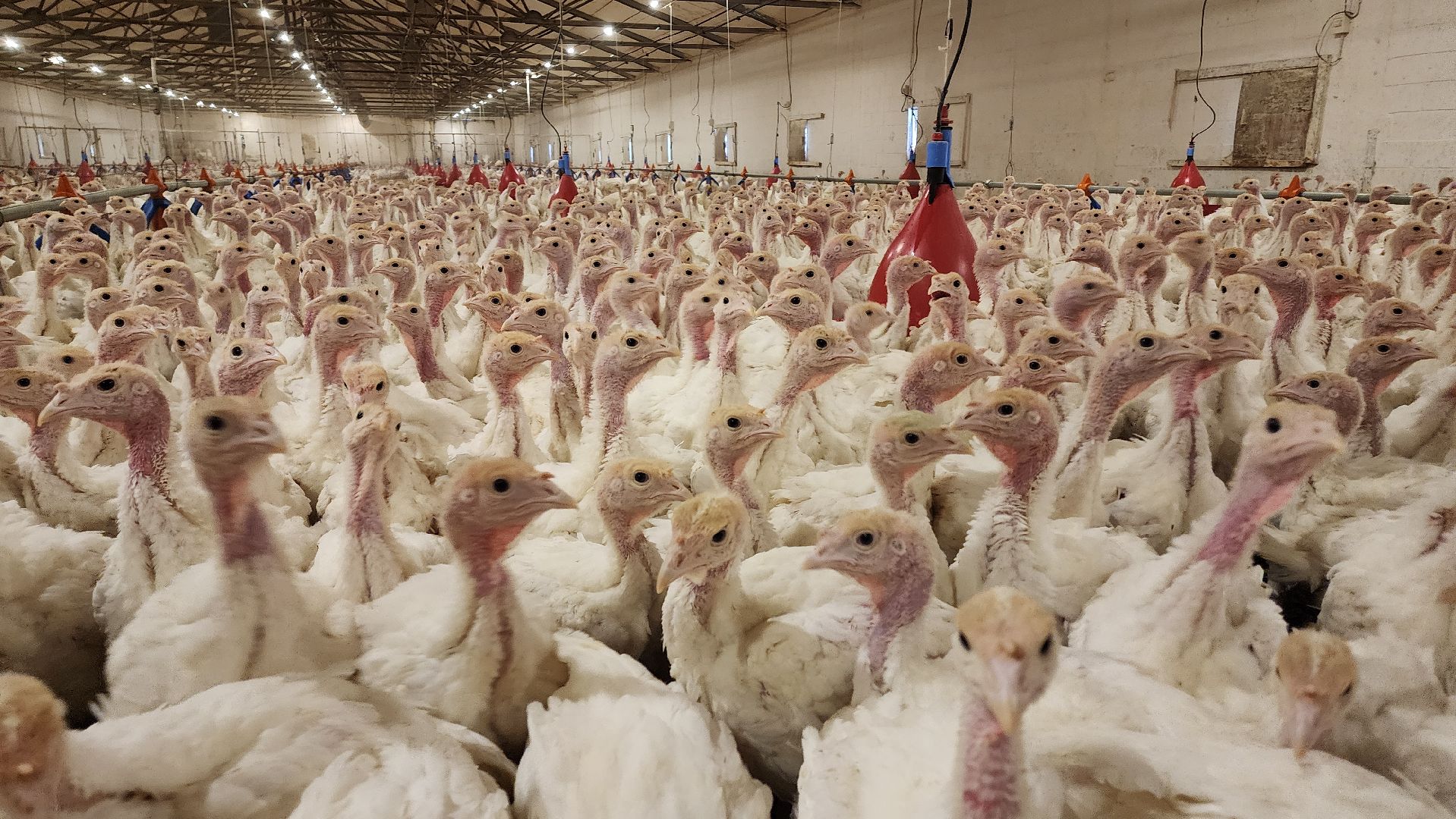 Егорьевск, птицефабрика, Московская область, подмосковье,